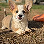 corgi, puppy, dog, canine, tongue_out, big_ears, paws, outdoor, grass, dirt, shallow_depth_of_field, portrait, pet, mammal, cute, playful, sitting, closeup, fur, sunlight