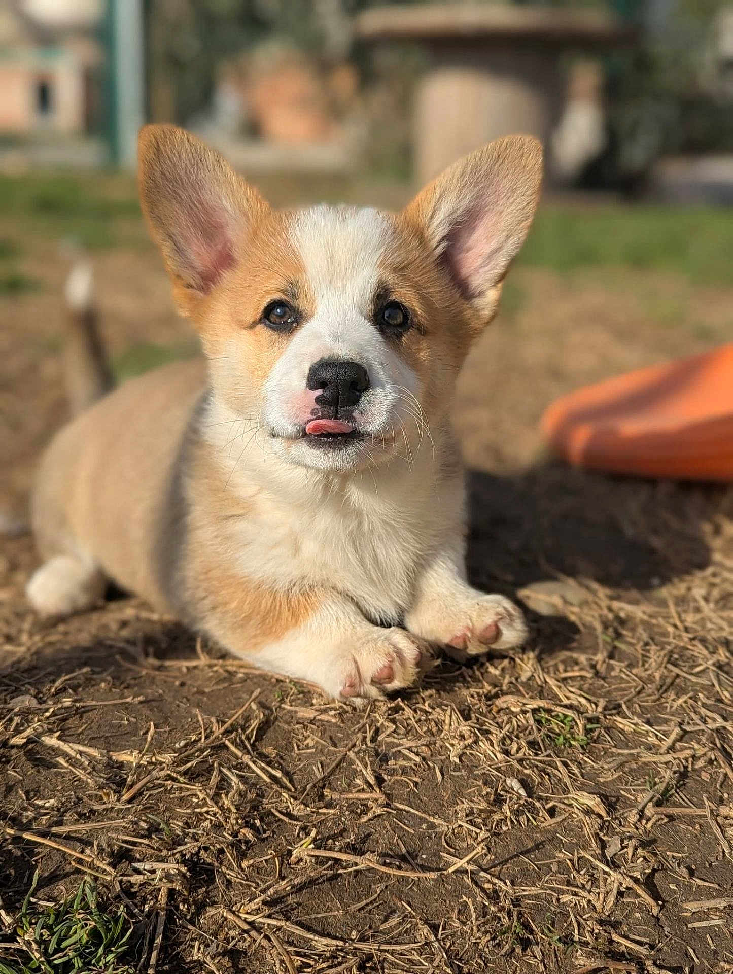 Aston a rejoint le concours — aidez-le/la à gagner de superbes lots ! corgi, puppy, dog, canine, tongue_out, big_ears, paws, outdoor, grass, dirt, shallow_depth_of_field, portrait, pet, mammal, cute, playful, sitting, closeup, fur, sunlight