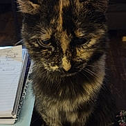 Zoe joined the competition — help win amazing prizes! cat, tortoiseshell, pet, animal, feline, close_up, indoor, table, papers, clutter, fur, whiskers, ears, sitting, looking_down, expression, cozy, dim_lighting, home, furniture