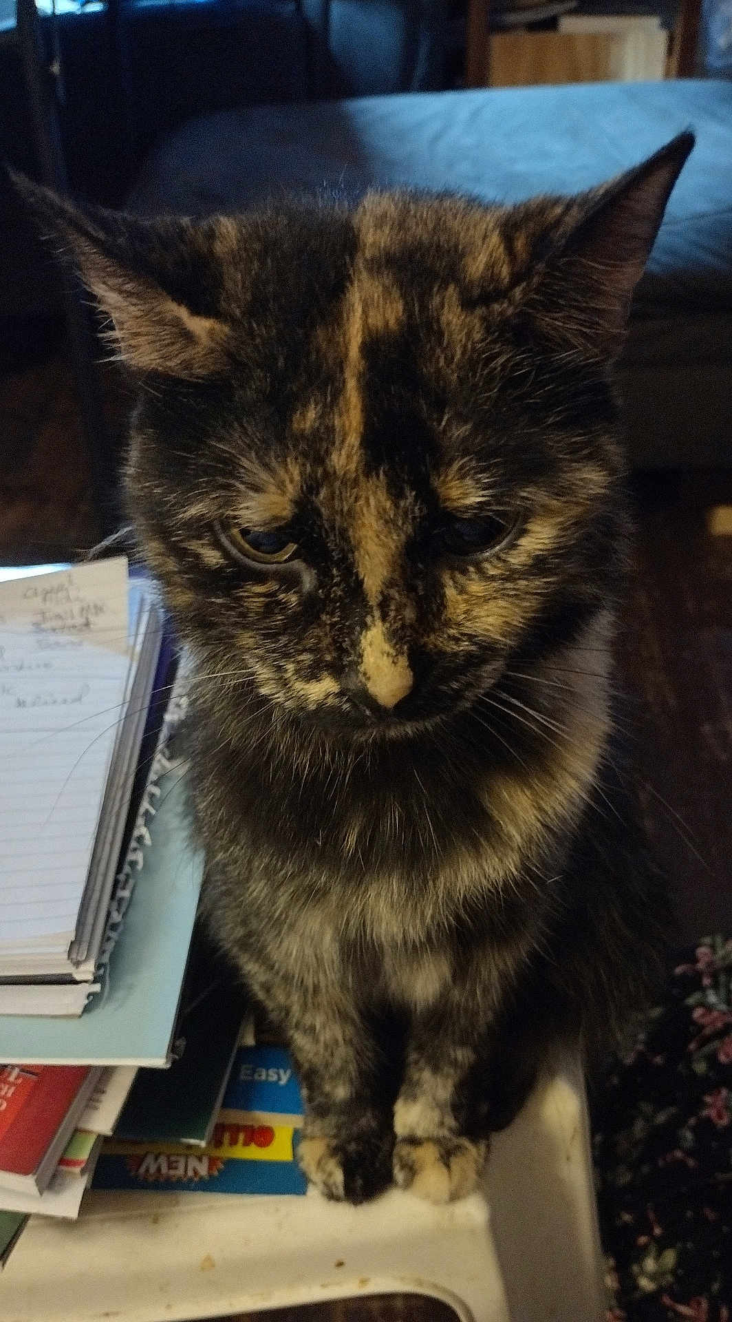 Zoe joined the competition — help win amazing prizes! cat, tortoiseshell, pet, animal, feline, close_up, indoor, table, papers, clutter, fur, whiskers, ears, sitting, looking_down, expression, cozy, dim_lighting, home, furniture