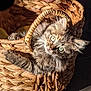 animal, basket, cat, claws, closeup, curious, cute, domestic, feline, fur, green_eyes, indoor, kitten, pet, resting, shadow, soft, sunlight, woven, young