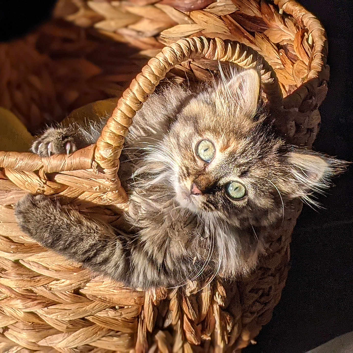 Plume participe au concours pour gagner de l'argent avec cette photo : animal, basket, cat, claws, closeup, curious, cute, domestic, feline, fur, green_eyes, indoor, kitten, pet, resting, shadow, soft, sunlight, woven, young