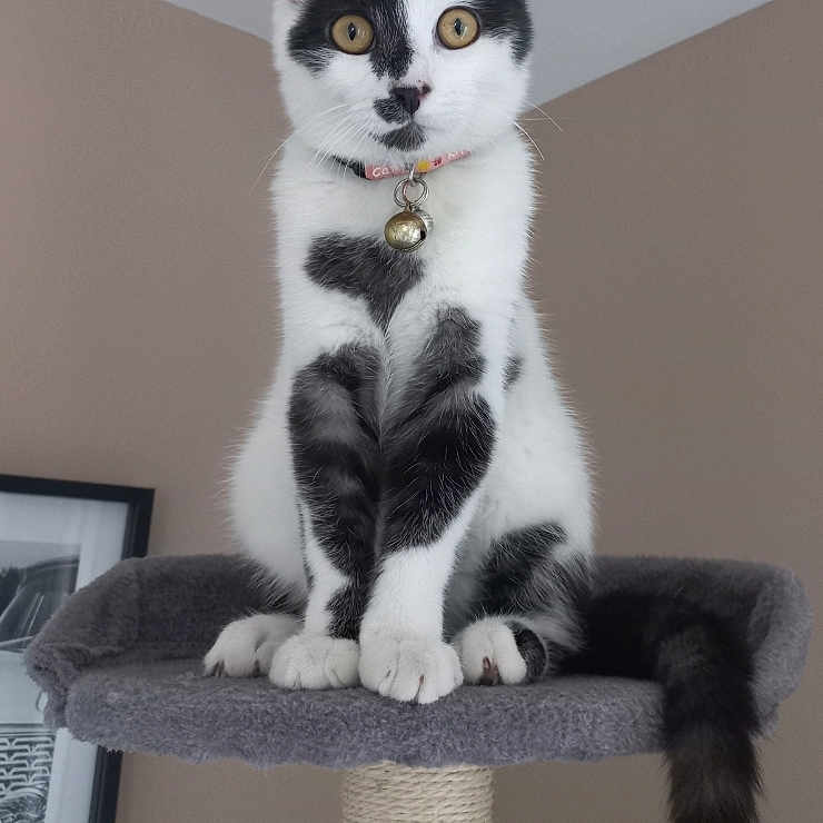 Fripouille participe au concours pour gagner de l'argent avec cette photo : abyssinian, accessories, angora, animal, canine, cat, collar, couch, dog, egyptiancat, furniture, husky, jewelry, kitten, manx, necklace, pet, shelf, siamese, strap