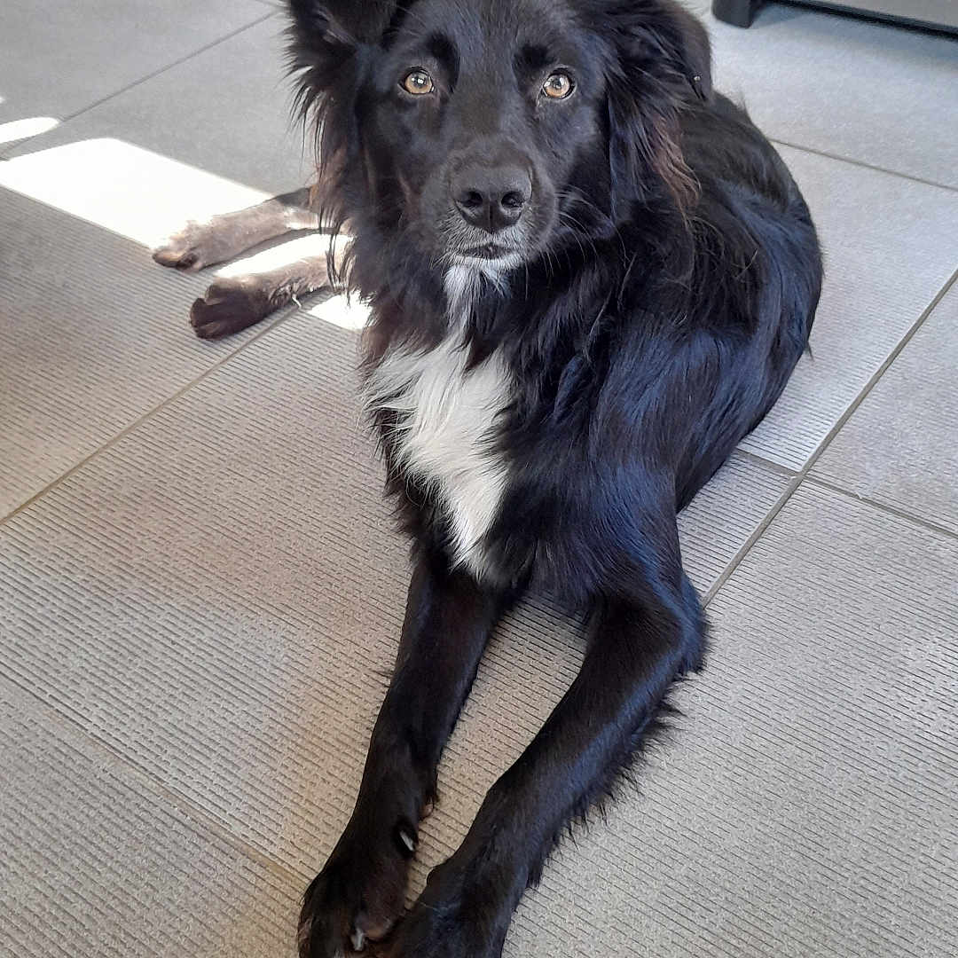 Saki a rejoint le concours — aidez-le/la à gagner de superbes lots ! accessories, animal, canine, clothing, cockerspaniel, collie, dog, footwear, husky, labradorretriever, leash, path, pet, puppy, shoe, slate, strap, tile, walkway, wood