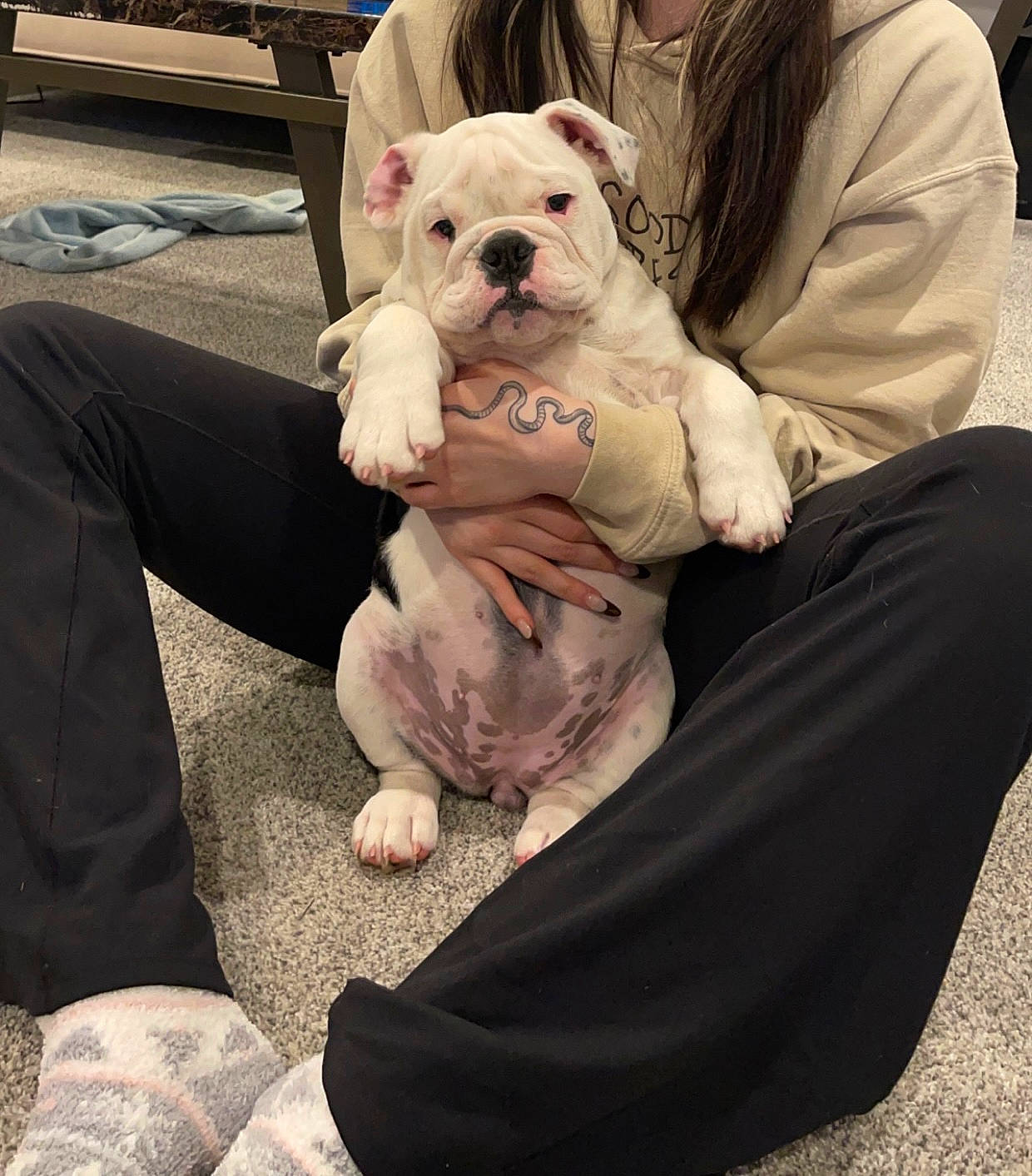 Betty joined the competition — help win amazing prizes! bulldog, carnivore, comfort, companion_dog, dog, dog_breed, dog_clothes, fawn, flooring, foot, fur, human_leg, knee, lap, sitting, snout, sporting_group, toy_dog, white_english_bulldog, wrinkle