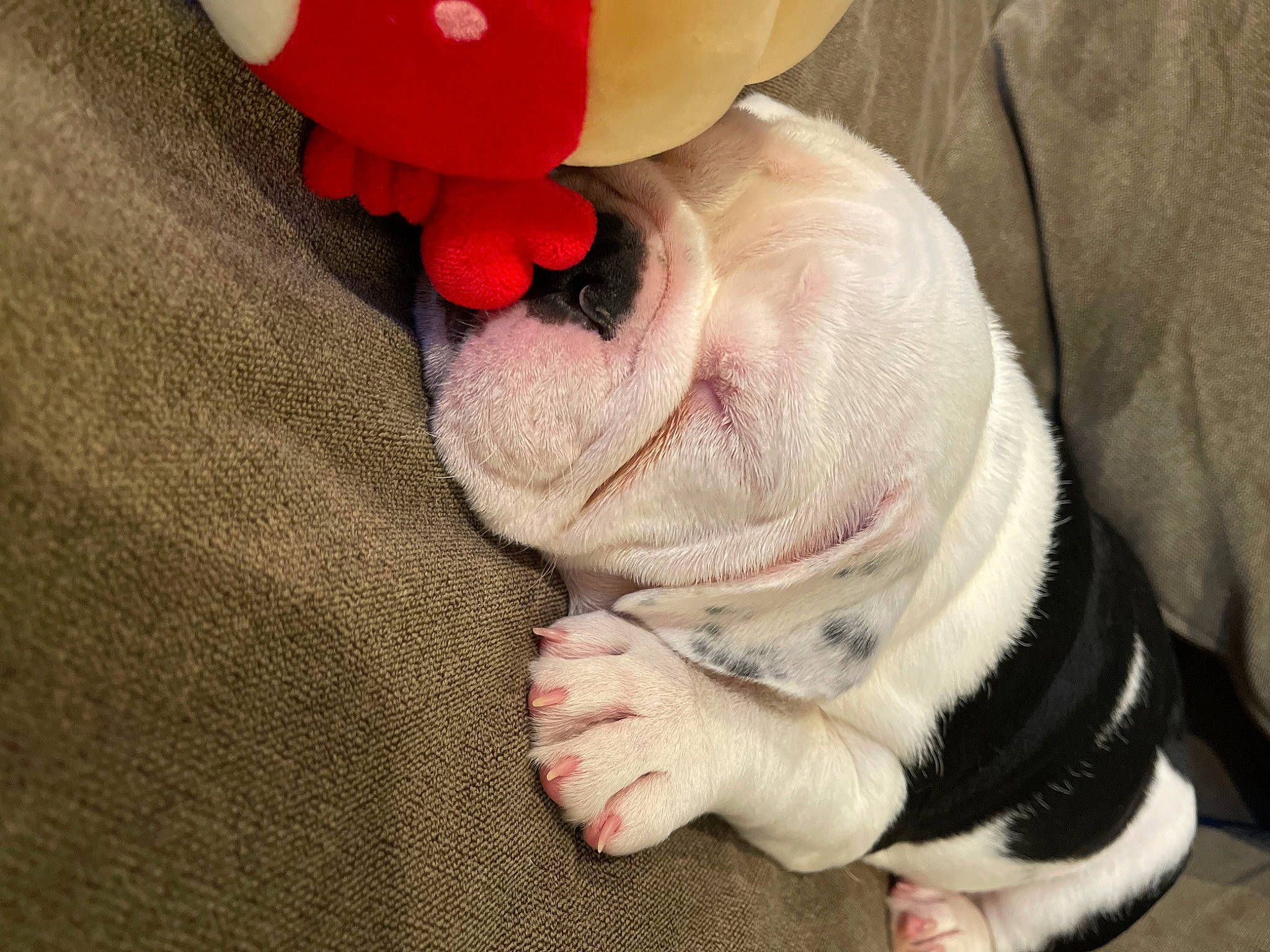 Betty joined the competition — help win amazing prizes! carmine, carnivore, comfort, companion_dog, dog, dog_breed, dress, fashion_accessory, flooring, foot, fur, gesture, human_leg, knee, magenta, nail, pattern, petal, red, wrinkle