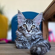 Ava a rejoint le concours — aidez-le/la à gagner de superbes lots ! cat, kitten, tabby, fluffy, pet, animal, indoor, floor, paw, ears, whiskers, fur, curious, young, closeup, portrait, domestic, cute, relaxed, mammal
