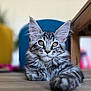 cat, kitten, tabby, fluffy, pet, animal, indoor, floor, paw, ears, whiskers, fur, curious, young, closeup, portrait, domestic, cute, relaxed, mammal