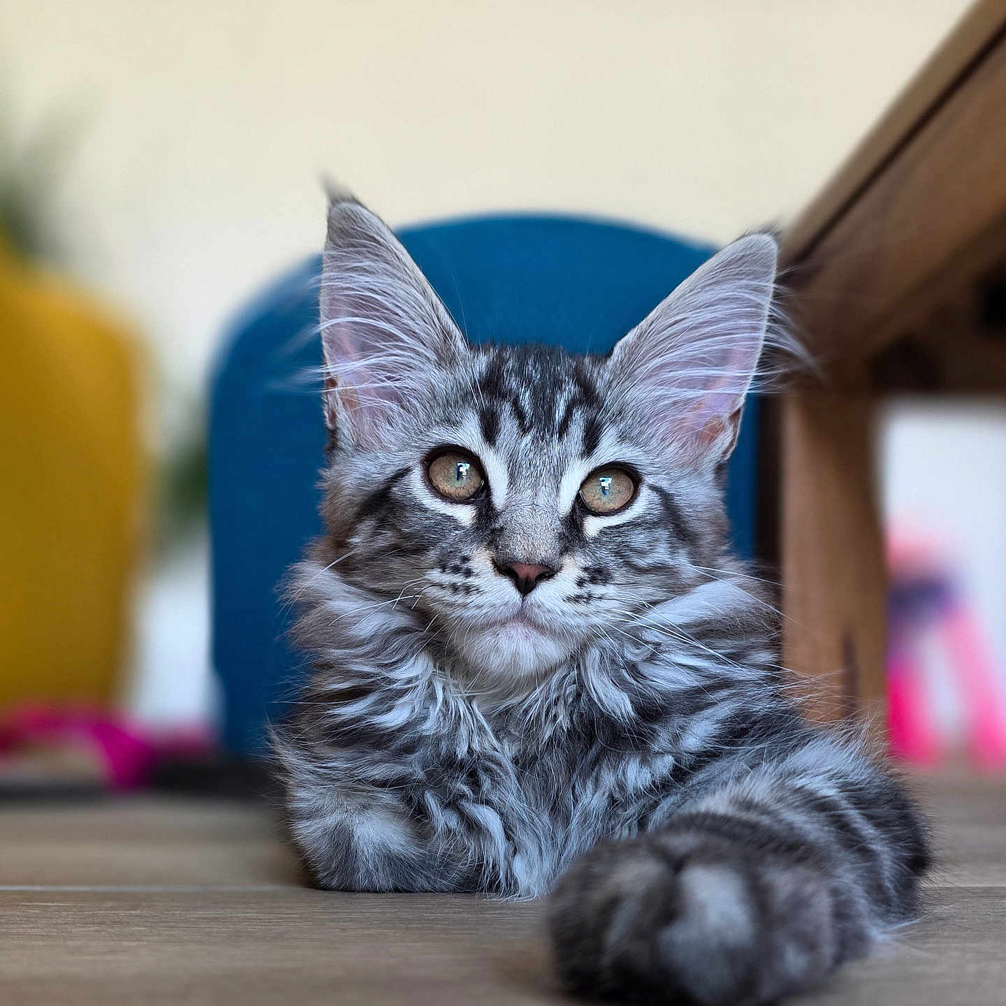 Ava a rejoint le concours — aidez-le/la à gagner de superbes lots ! animal, cat, closeup, curious, cute, domestic, ears, floor, fluffy, fur, indoor, kitten, mammal, paw, pet, portrait, relaxed, tabby, whiskers, young