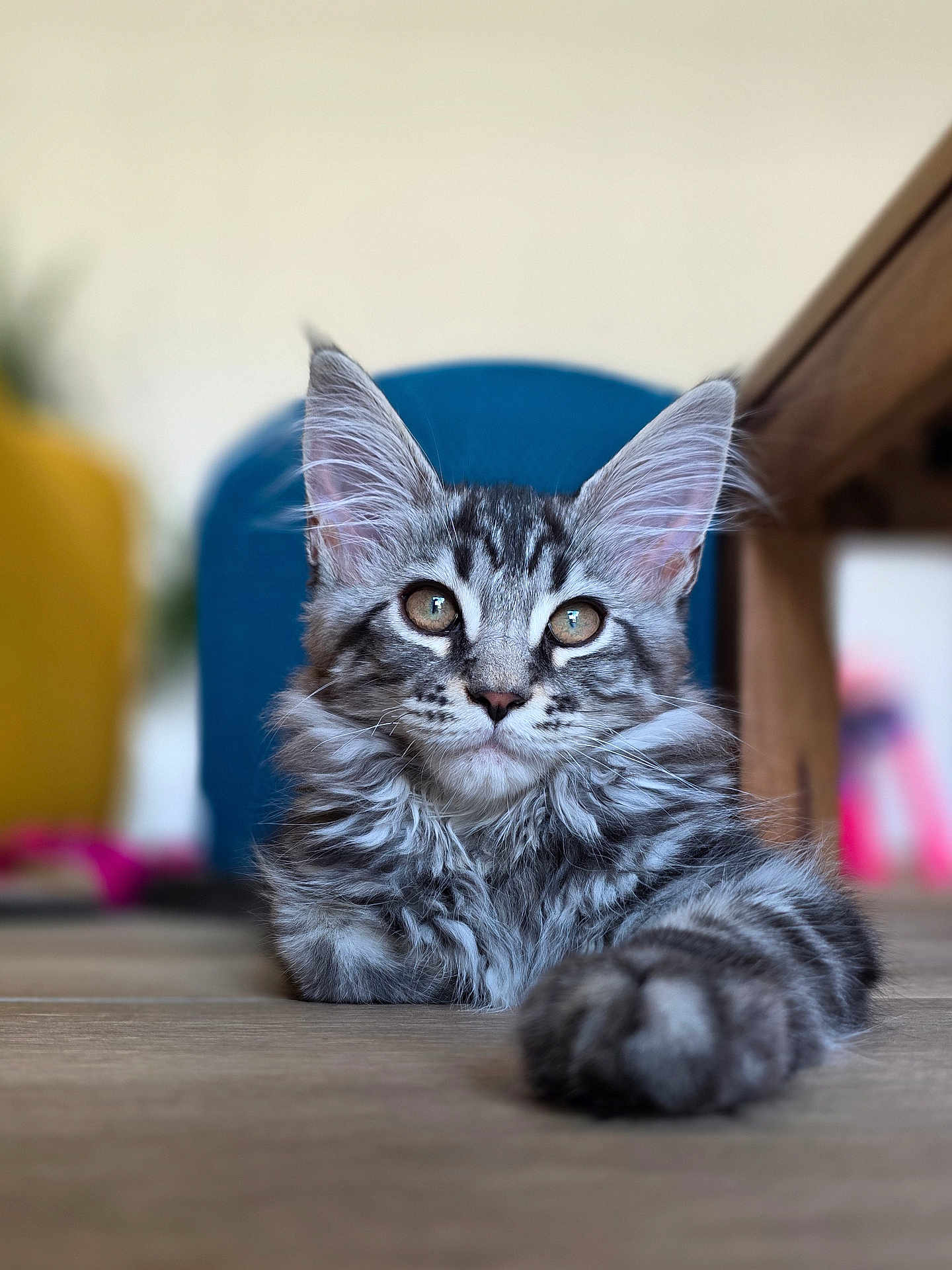 Ava a rejoint le concours — aidez-le/la à gagner de superbes lots ! cat, kitten, tabby, fluffy, pet, animal, indoor, floor, paw, ears, whiskers, fur, curious, young, closeup, portrait, domestic, cute, relaxed, mammal