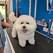 Only Queen a rejoint le concours — aidez-le/la à gagner de superbes lots ! dog, white_dog, fluffy, poodle, grooming_table, pet_grooming, indoor, blue_wall, groomer, animal, happy, tongue_out, tail_wagging, pet_care_products, mirror, leash, smiling_dog, fur, person, floor