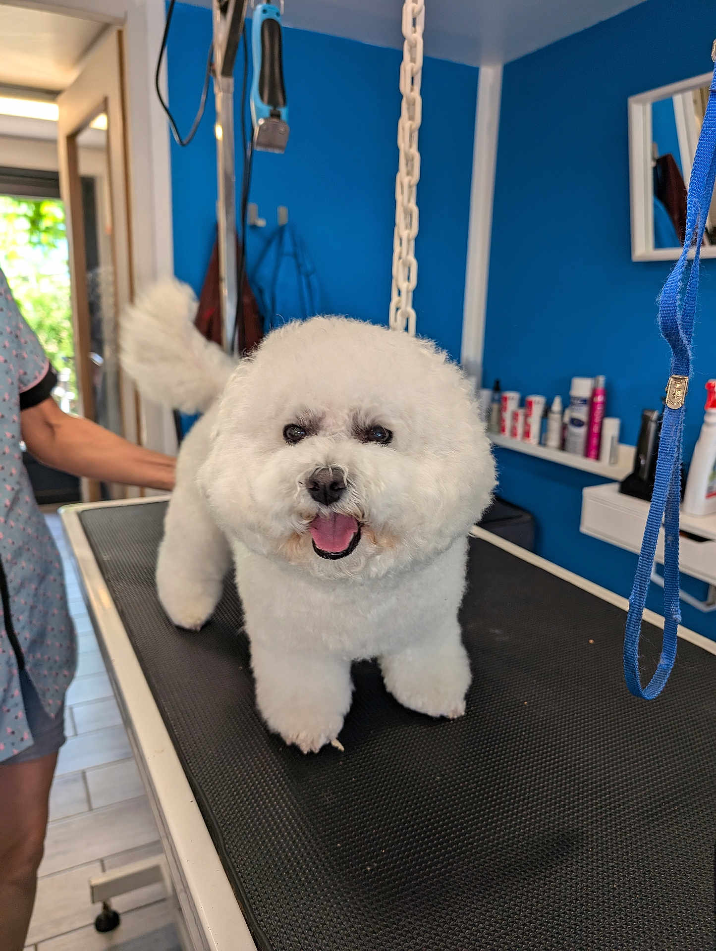 Only Queen a rejoint le concours — aidez-le/la à gagner de superbes lots ! dog, white_dog, fluffy, poodle, grooming_table, pet_grooming, indoor, blue_wall, groomer, animal, happy, tongue_out, tail_wagging, pet_care_products, mirror, leash, smiling_dog, fur, person, floor