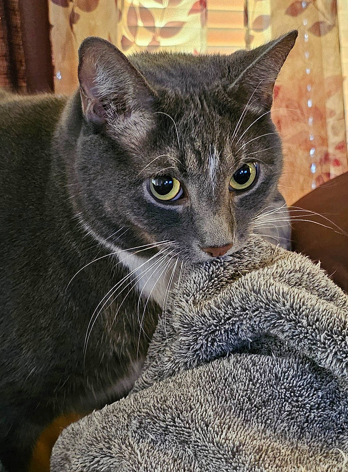 Patches joined the competition — help win amazing prizes! carnivore, cat, chartreux, domestic_short_haired_cat, eye, felidae, fur, grey, head, small_to_medium_sized_cats, snout, whiskers, window