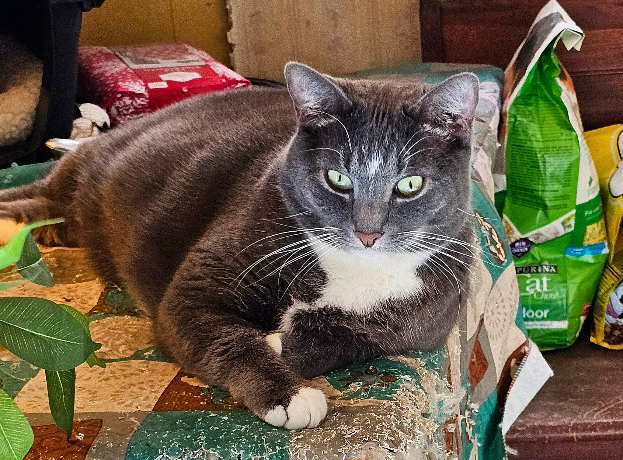 Patches is registered to the contest to win money with this photo: black_cat, box, carnivore, cat, cat_furniture, cat_supply, chartreux, domestic_short_haired_cat, felidae, fur, grass, green, pet_supply, plant, small_to_medium_sized_cats, snout, tail, tree, whiskers, window