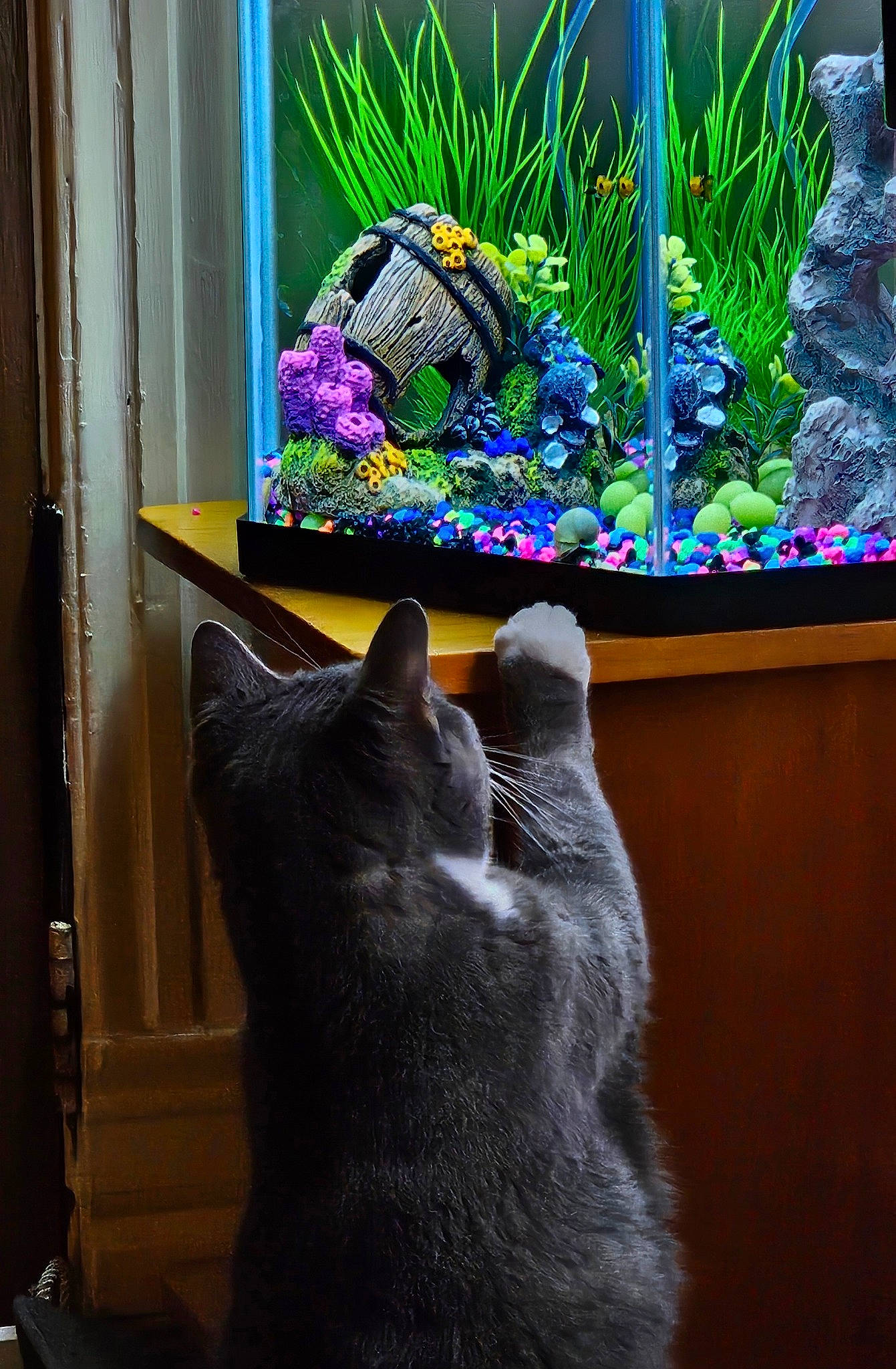 Patches joined the competition — help win amazing prizes! art, carnivore, cat, electric_blue, fawn, felidae, flower, flowerpot, grass, green, houseplant, plant, rectangle, small_to_medium_sized_cats, tail, television_set, vertebrate, whiskers, window, wood