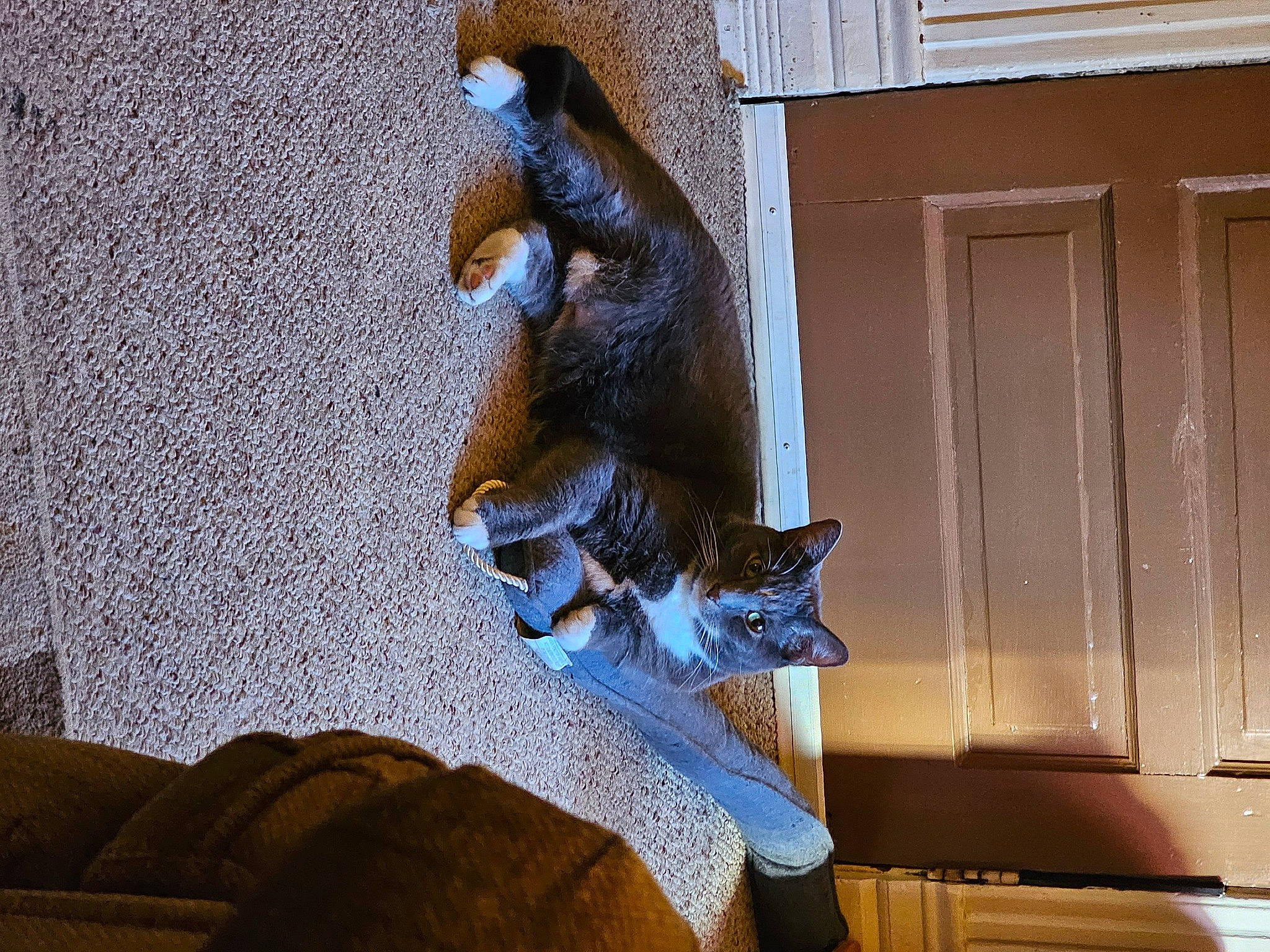 Patches joined the competition — help win amazing prizes! art, carnivore, cat, cat_supply, comfort, domestic_short_haired_cat, door, felidae, fur, hardwood, metal, room, sculpture, small_to_medium_sized_cats, tail, visual_arts, whiskers, window, window_covering, wood