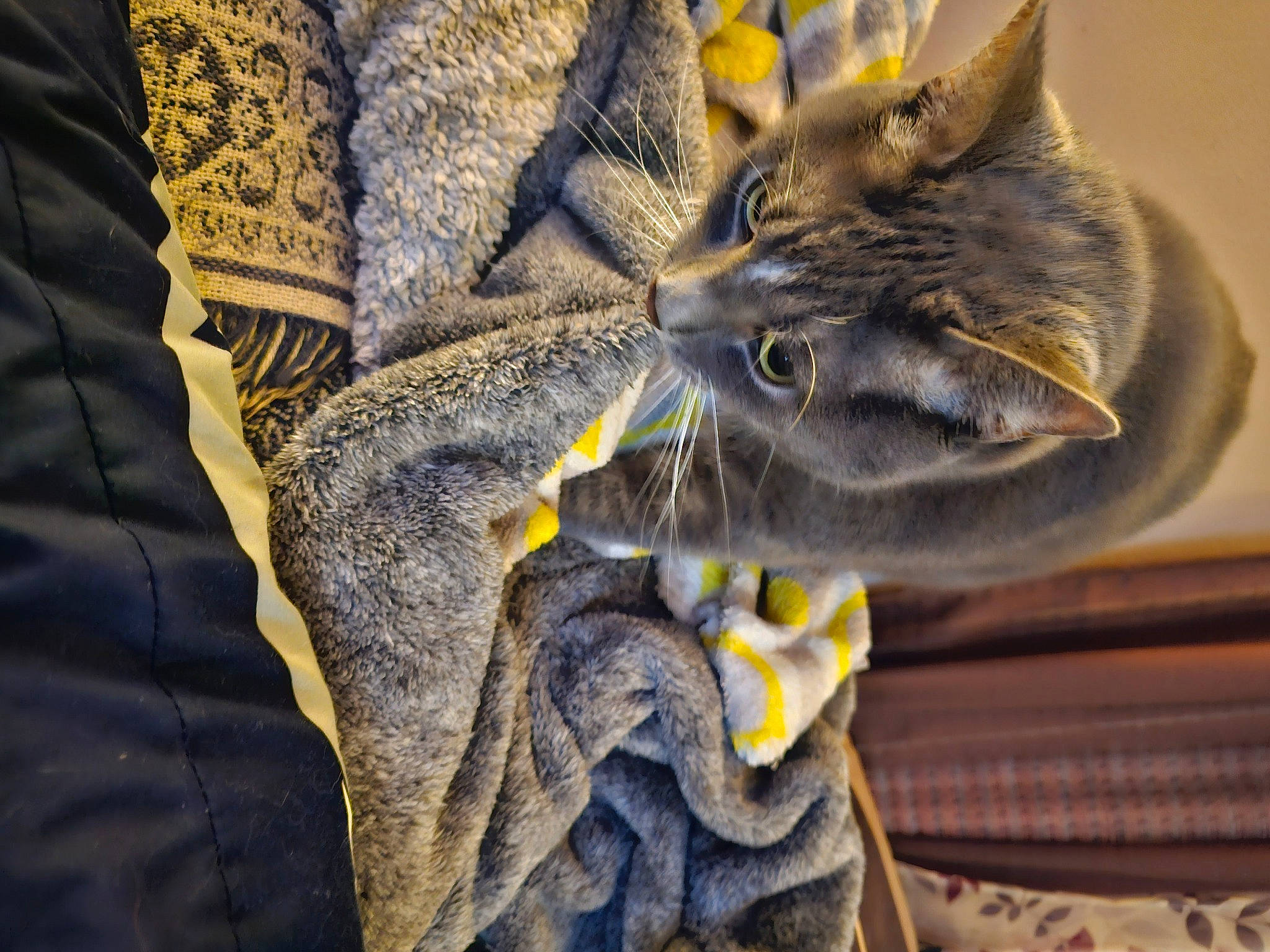 Patches is registered to the contest to win money with this photo: carnivore, cat, close_up, denim, domestic_short_haired_cat, electric_blue, felidae, fur, grey, hat, pattern, plant, small_to_medium_sized_cats, snout, tail, textile, thread, whiskers, wood, wool