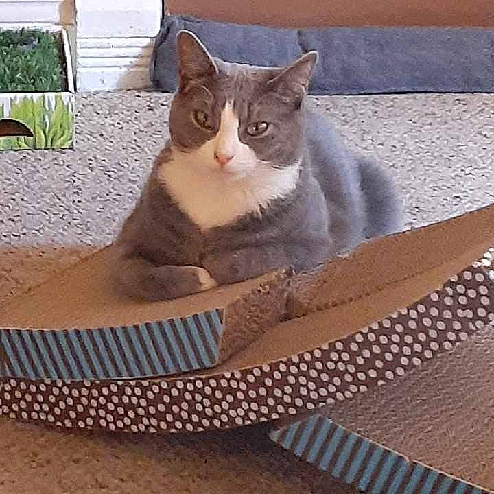 Maymay joined the competition — help win amazing prizes! box, carnivore, cat, comfort, domestic_short_haired_cat, fawn, felidae, flooring, fur, grey, metal, paw, plant, sitting, small_to_medium_sized_cats, stairs, tail, whiskers, window, wood