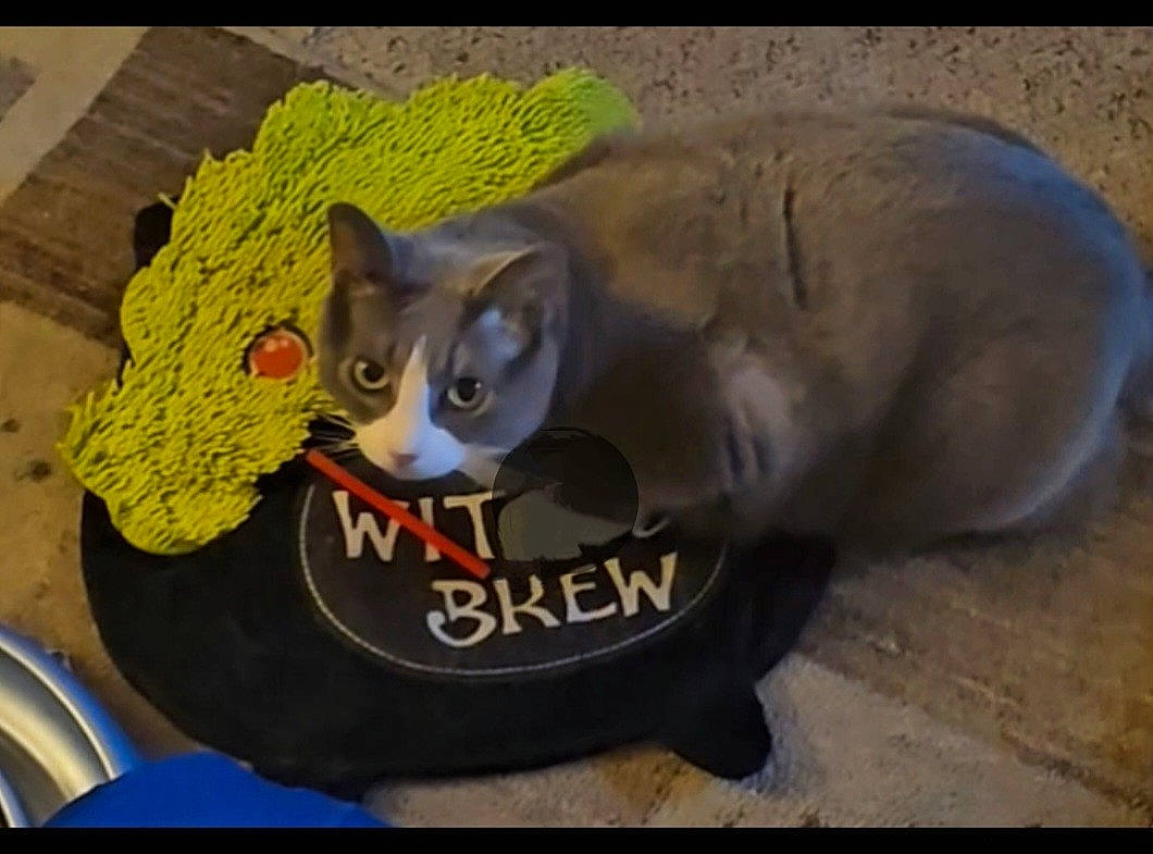 Maymay is registered to the contest to win money with this photo: automotive_tire, carnivore, cat, cat_supply, domestic_short_haired_cat, fashion_accessory, fawn, felidae, fur, grass, grey, paw, photo_caption, plant, small_to_medium_sized_cats, snout, tail, terrestrial_animal, tire, whiskers