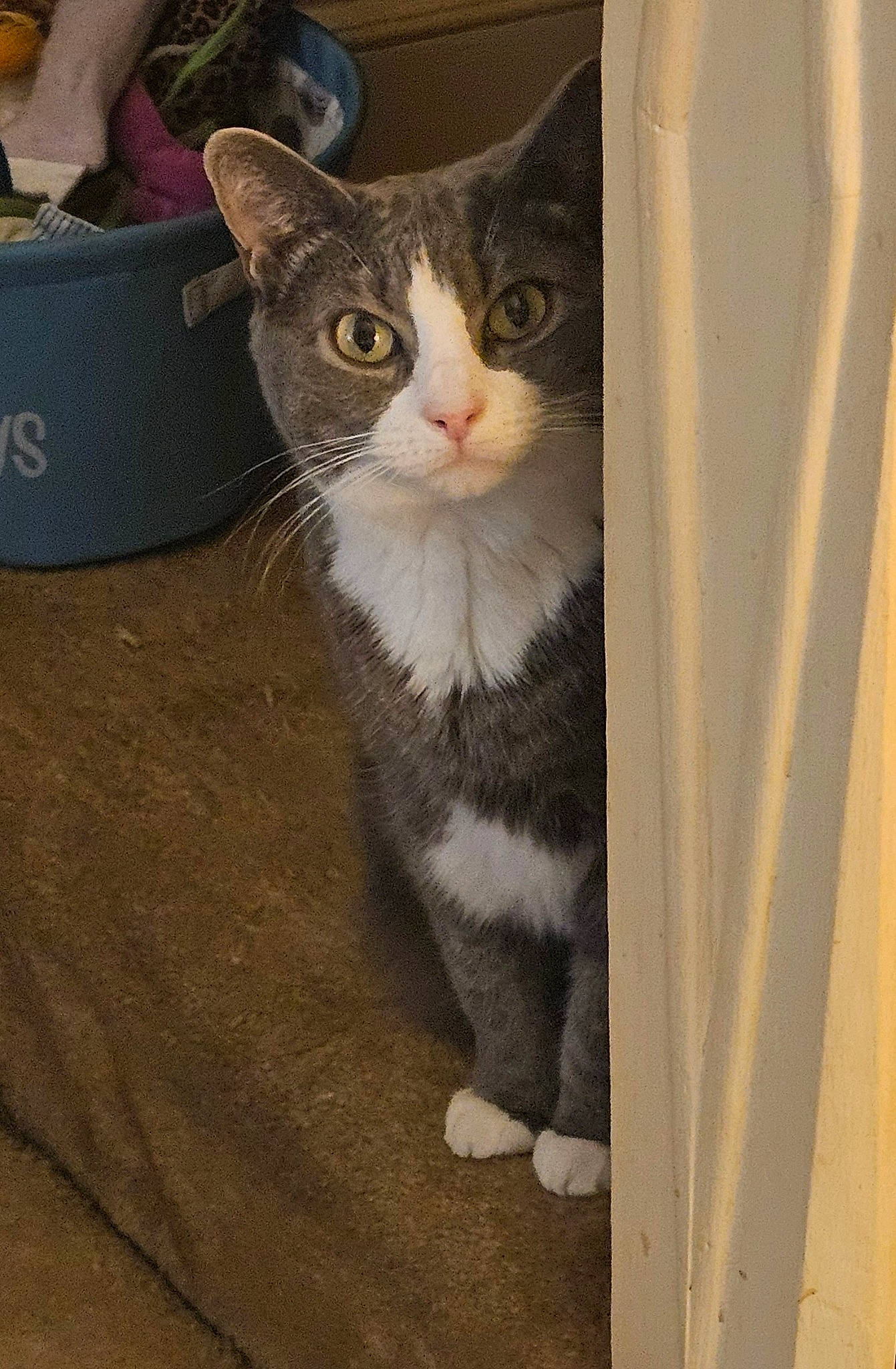 Maymay joined the competition — help win amazing prizes! box, carnivore, cat, domestic_short_haired_cat, eye, fawn, felidae, flooring, foot, fur, grey, hardwood, paw, sitting, small_to_medium_sized_cats, snout, tail, whiskers, window, wood