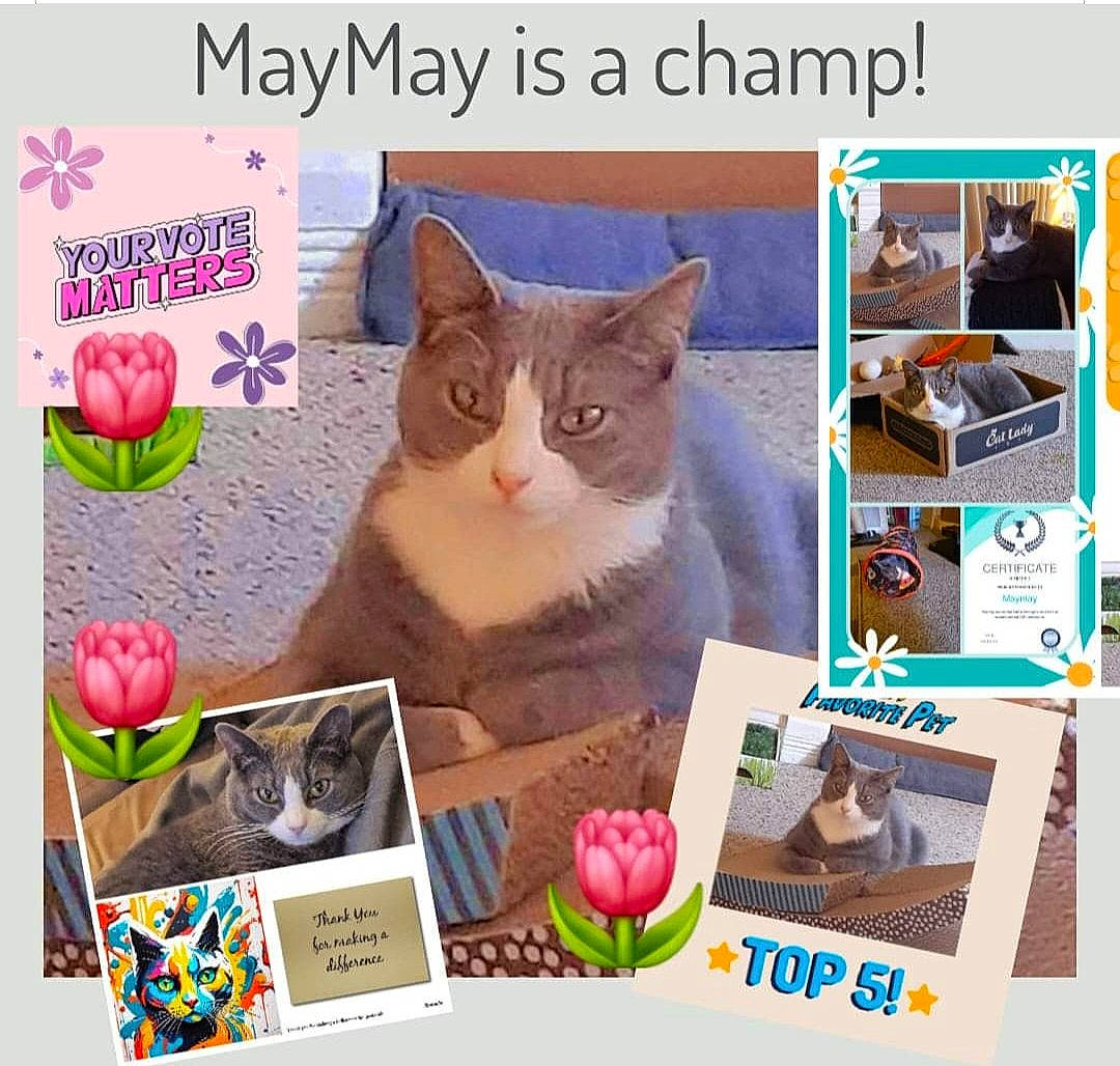 Maymay is registered to the contest to win money with this photo: art, box, carnivore, cat, collage, domestic_short_haired_cat, felidae, flower, flowering_plant, font, grass, magenta, organism, paper_product, petal, photo_caption, plant, rose, small_to_medium_sized_cats, whiskers