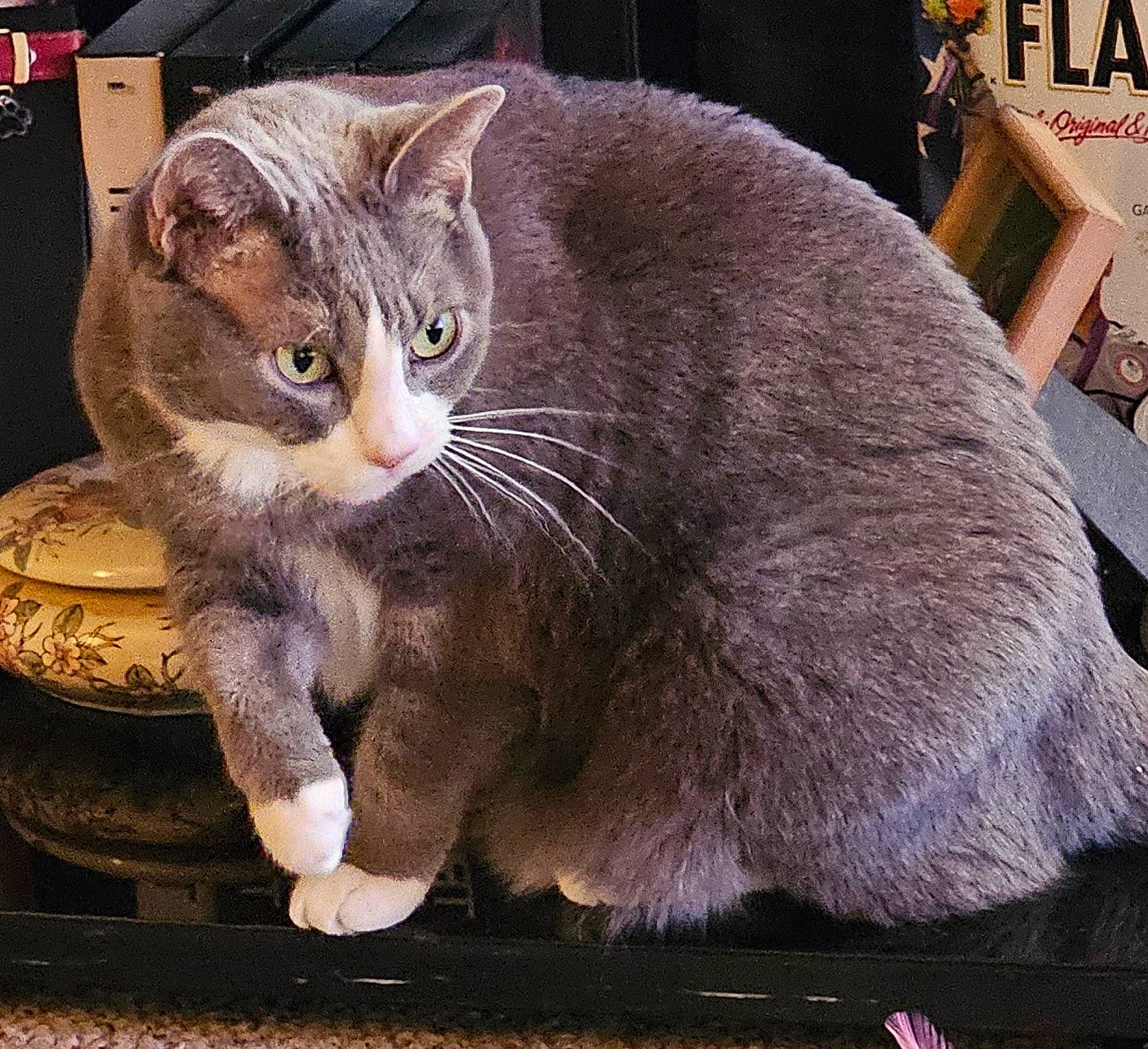 Maymay is registered to the contest to win money with this photo: carnivore, cat, cat_furniture, cat_supply, claw, comfort, domestic_short_haired_cat, fawn, felidae, fur, paw, pet_supply, photo_caption, sitting, small_to_medium_sized_cats, snout, tail, terrestrial_animal, whiskers, window