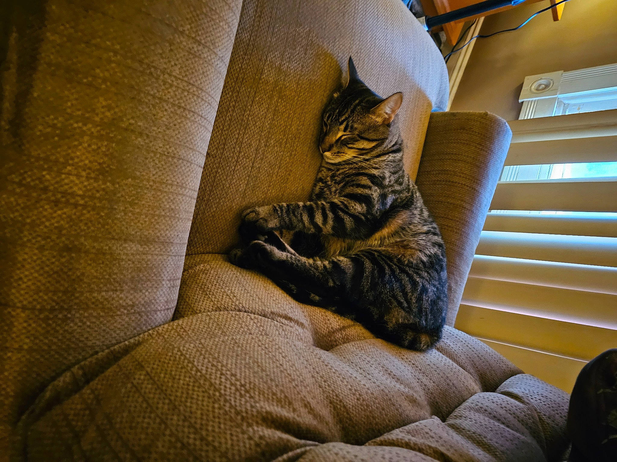 Chance joined the competition — help win amazing prizes! bedding, carnivore, cat, comfort, domestic_short_haired_cat, felidae, flooring, fur, hardwood, linens, living_room, room, small_to_medium_sized_cats, stairs, tail, tints_and_shades, whiskers, window, window_blind, wood