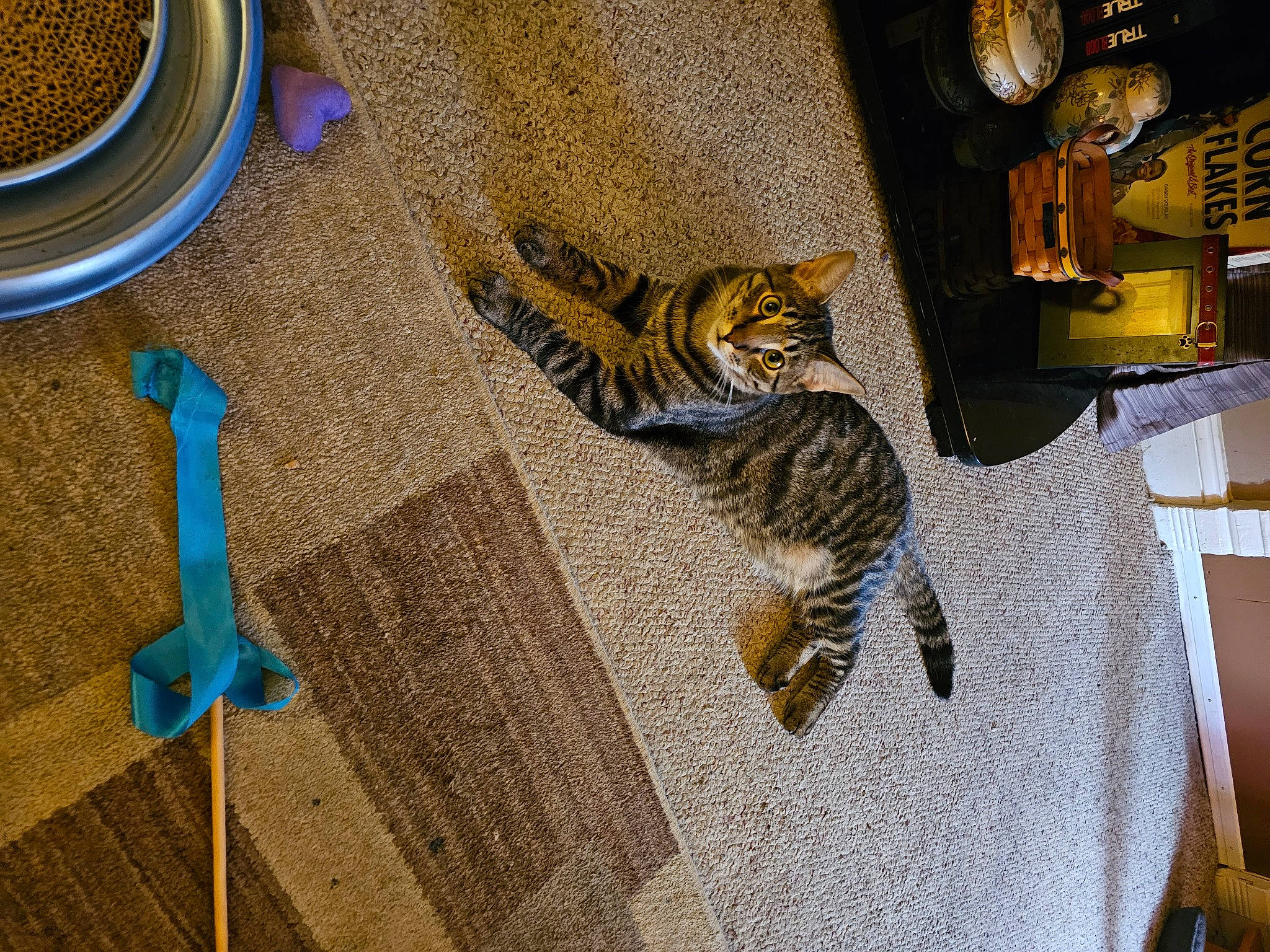 Chance is registered to the contest to win money with this photo: automotive_tire, carnivore, cat, domestic_short_haired_cat, electric_blue, felidae, flooring, fur, metal, pattern, room, small_to_medium_sized_cats, tail, terrestrial_animal, textile, visual_arts, wall, whiskers, wildlife, wood