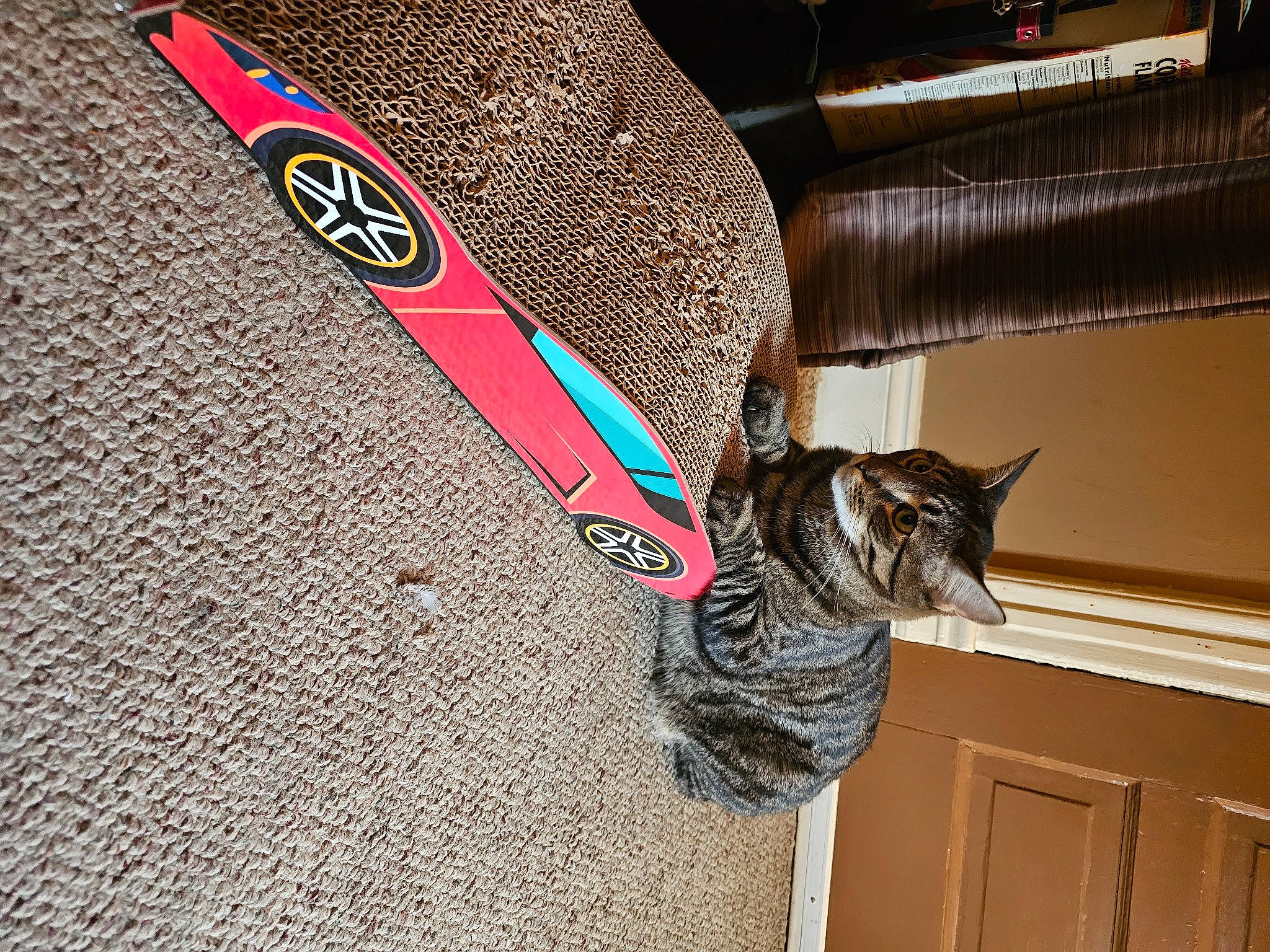 Chance is registered to the contest to win money with this photo: automotive_exterior, automotive_lighting, automotive_tire, bag, bicycle_tire, carnivore, cat, domestic_short_haired_cat, fashion_accessory, felidae, fender, flooring, font, fur, pattern, small_to_medium_sized_cats, tail, vehicle_door, whiskers, wood