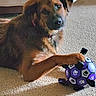 animal, brown_dog, carpet, companion, cozy, cute, dog, domestic, floor, friend, furry, indoor, looking_at_camera, paw, paw_prints, pet, playing, purple_ball, relaxed, toy