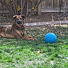 animal, brown_dog, canine, collar, daytime, dog, fence, garden, grass, leaves, nature, outdoor, pet, play, relaxing, soccer_ball, summer, sunlight, tree, yard