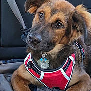 Kuma is registered to the contest to win money with this photo: animal, black_fur, brown_fur, car_interior, collar, cute, dog, ears, face, fur, harness, indoor, looking, pet, puppy, seat, seatbelt, sitting, window, young_dog