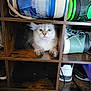 Aston participe au concours pour gagner de l'argent avec cette photo : cat, kitten, wooden_shelf, shoe_cubby, sneakers, shoes, fur, wide_eyes, curious, indoor, pet, animal, cubby, furniture, cute, small, paws, face, resting, wood