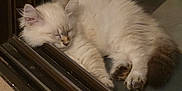 Aston participe au concours pour gagner de l'argent avec cette photo : kitten, cat, sleeping, fluffy, indoor, cozy, wooden_floor, threshold, fur, pet, resting, cute, animal, domestic_cat, small, peaceful, relaxed, whiskers, paws, home