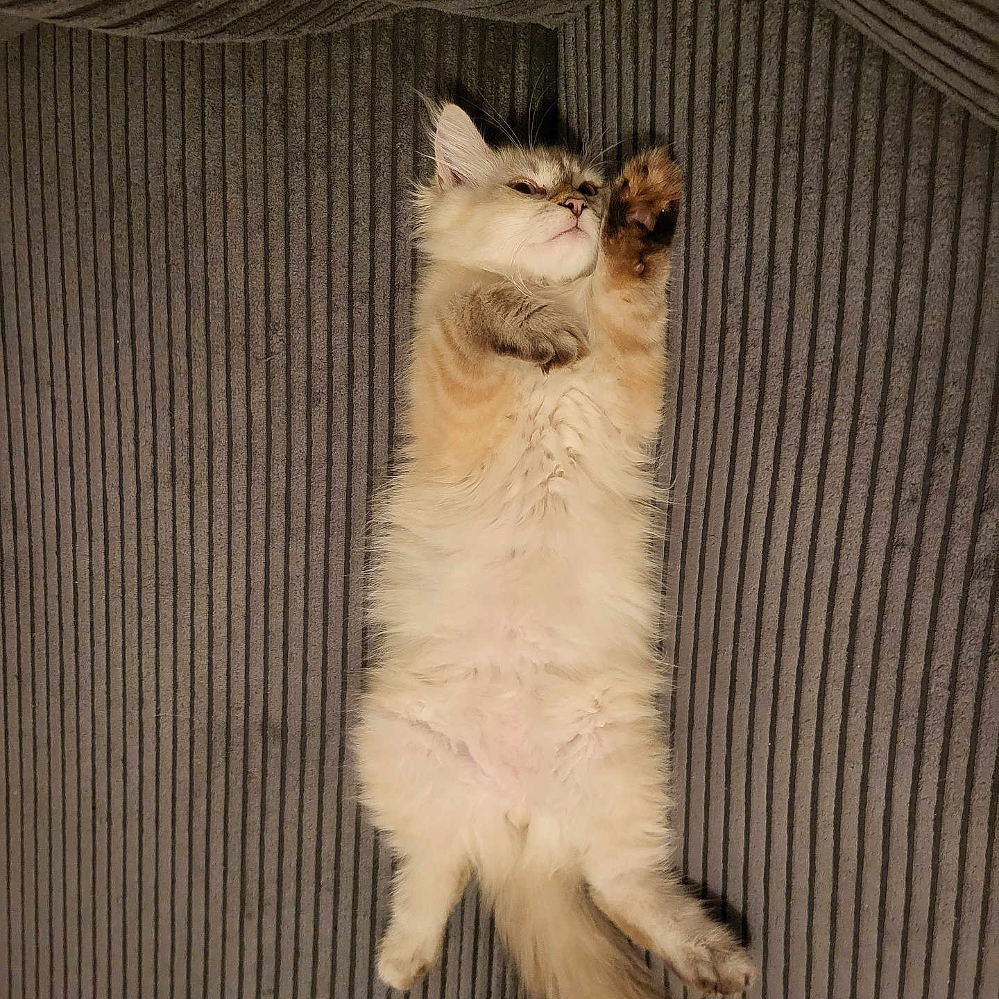 Aston a rejoint le concours — aidez-le/la à gagner de superbes lots ! cat, couch, cozy, cute, domestic_animal, feline, fluffy, fur, gray, indoor, lying_down, mammal, paw, pet, relaxed, resting, sofa, stretching, tail, whiskers