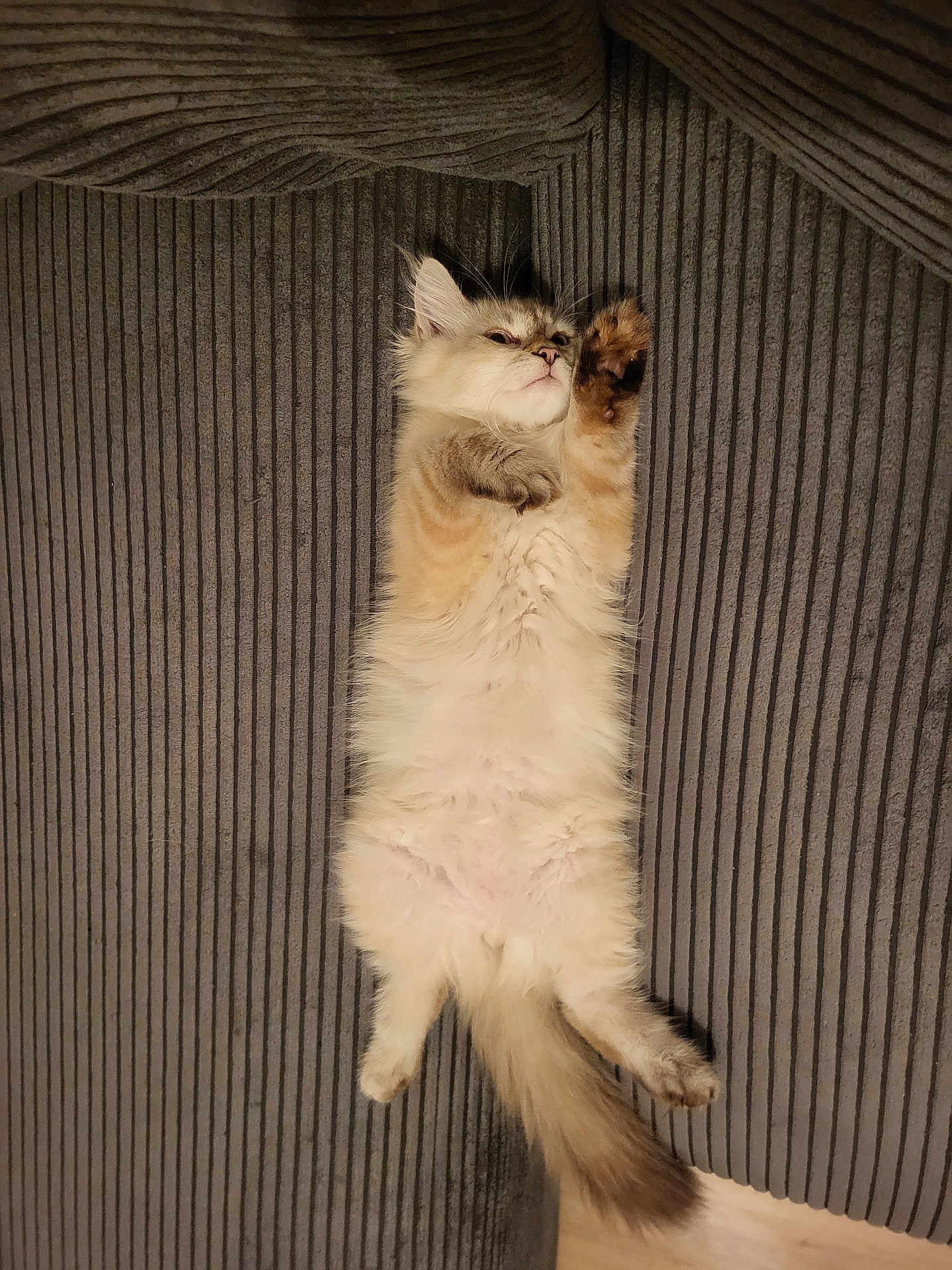 Aston a rejoint le concours — aidez-le/la à gagner de superbes lots ! cat, feline, pet, fluffy, lying_down, stretching, couch, sofa, gray, fur, relaxed, indoor, paw, whiskers, tail, cute, domestic_animal, mammal, resting, cozy