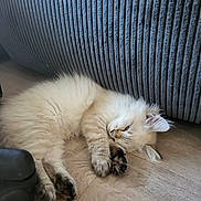 Aston participe au concours pour gagner de l'argent avec cette photo : kitten, cat, sleeping, fluffy, indoor, floor, wooden_floor, couch, furniture, cozy, paw, cute, pet, resting, animal, domestic, young, soft, relaxed, home