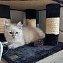 Aston a rejoint le concours — aidez-le/la à gagner de superbes lots ! kitten, cat, fluffy, scratching_post, carpet, furniture, indoor, pet, animal, cute, resting, whiskers, ears, tail, floor, cozy, home, curious, young_cat, playing_area