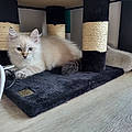 Flavie M.