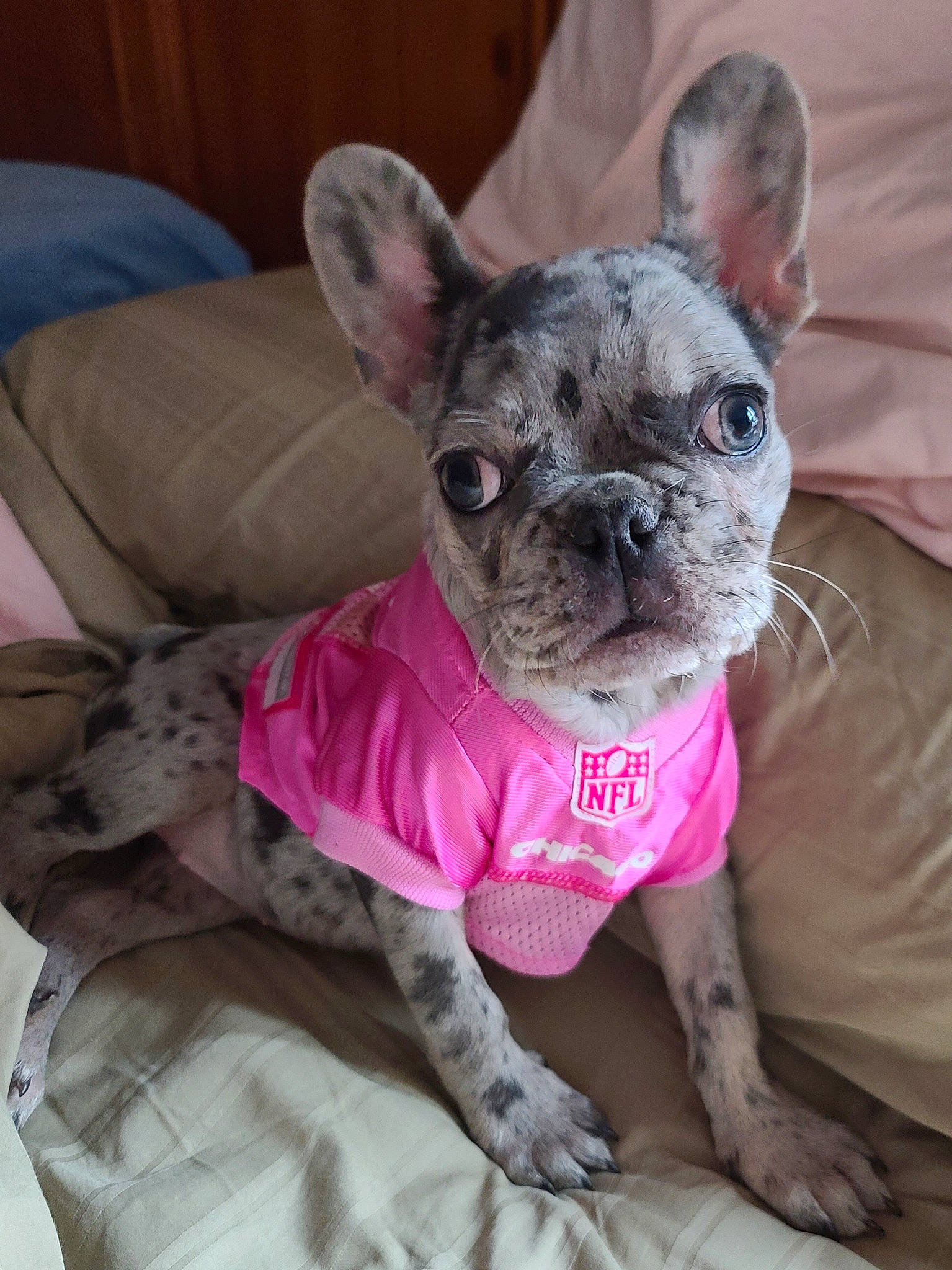 Piper Jade is registered to the contest to win money with this photo: bulldog, canidae, carnivore, collar, comfort, companion_dog, dog, dog_breed, dog_clothes, dog_collar, dog_supply, ear, fawn, pet_supply, pink, snout, toy_dog, whiskers, working_animal, wrinkle