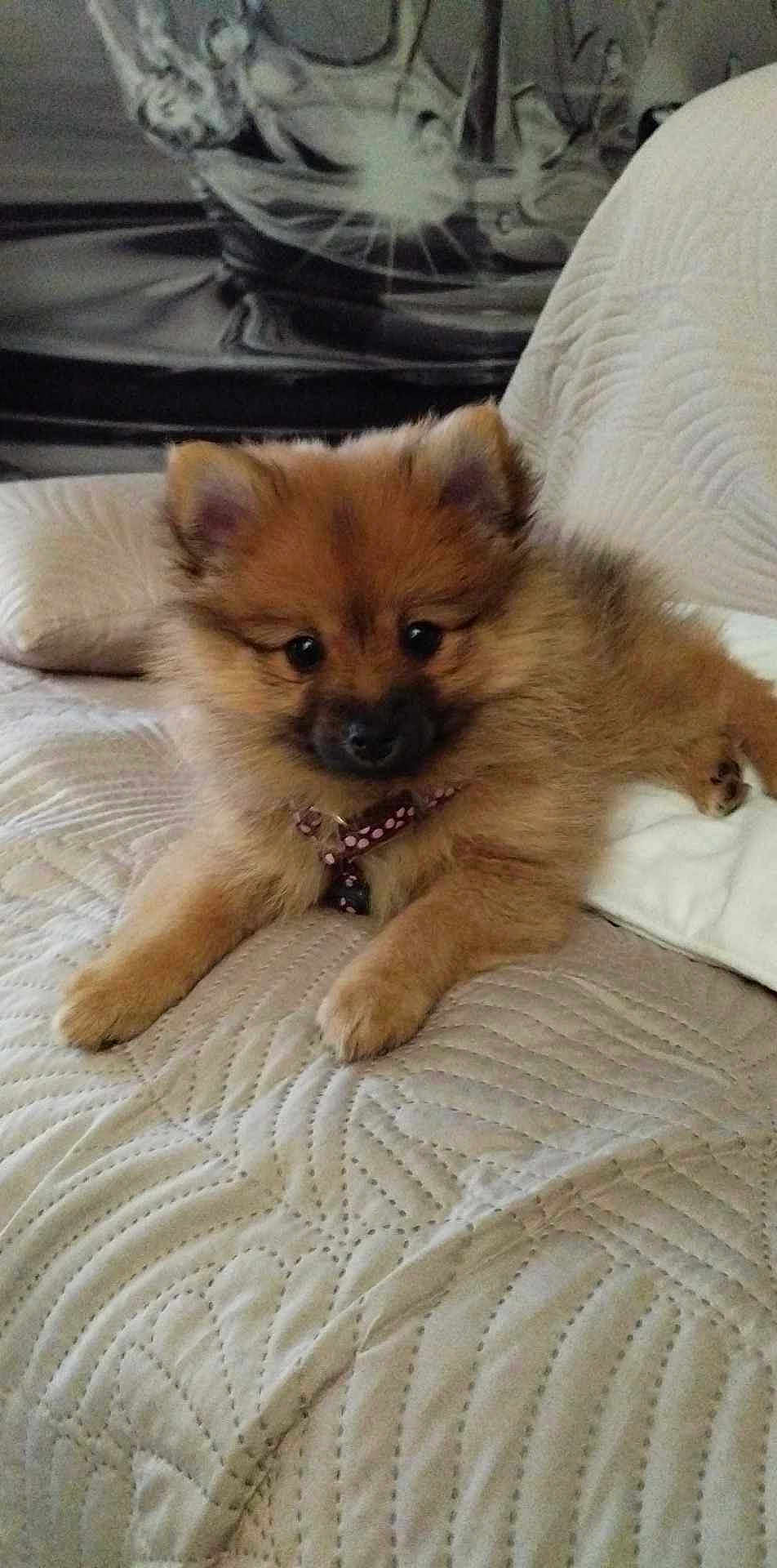 Praline