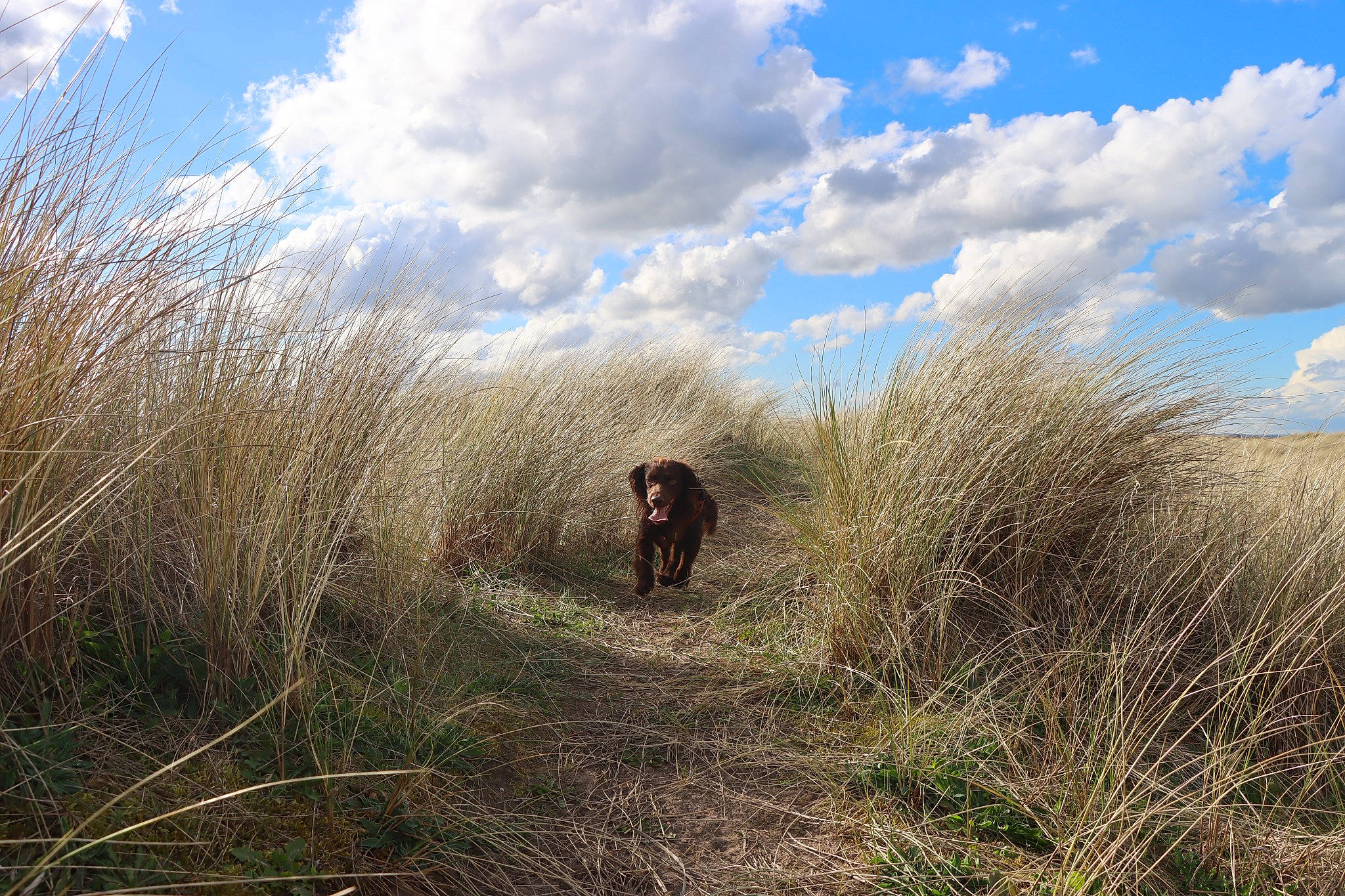 Loki joined the competition — help win amazing prizes! cloud, cumulus, dog, grass, grassland, hill, horizon, landscape, meteorological_phenomenon, natural_landscape, pasture, plant, prairie, shrubland, sky, soil, sporting_group, trail, wildlife, wood