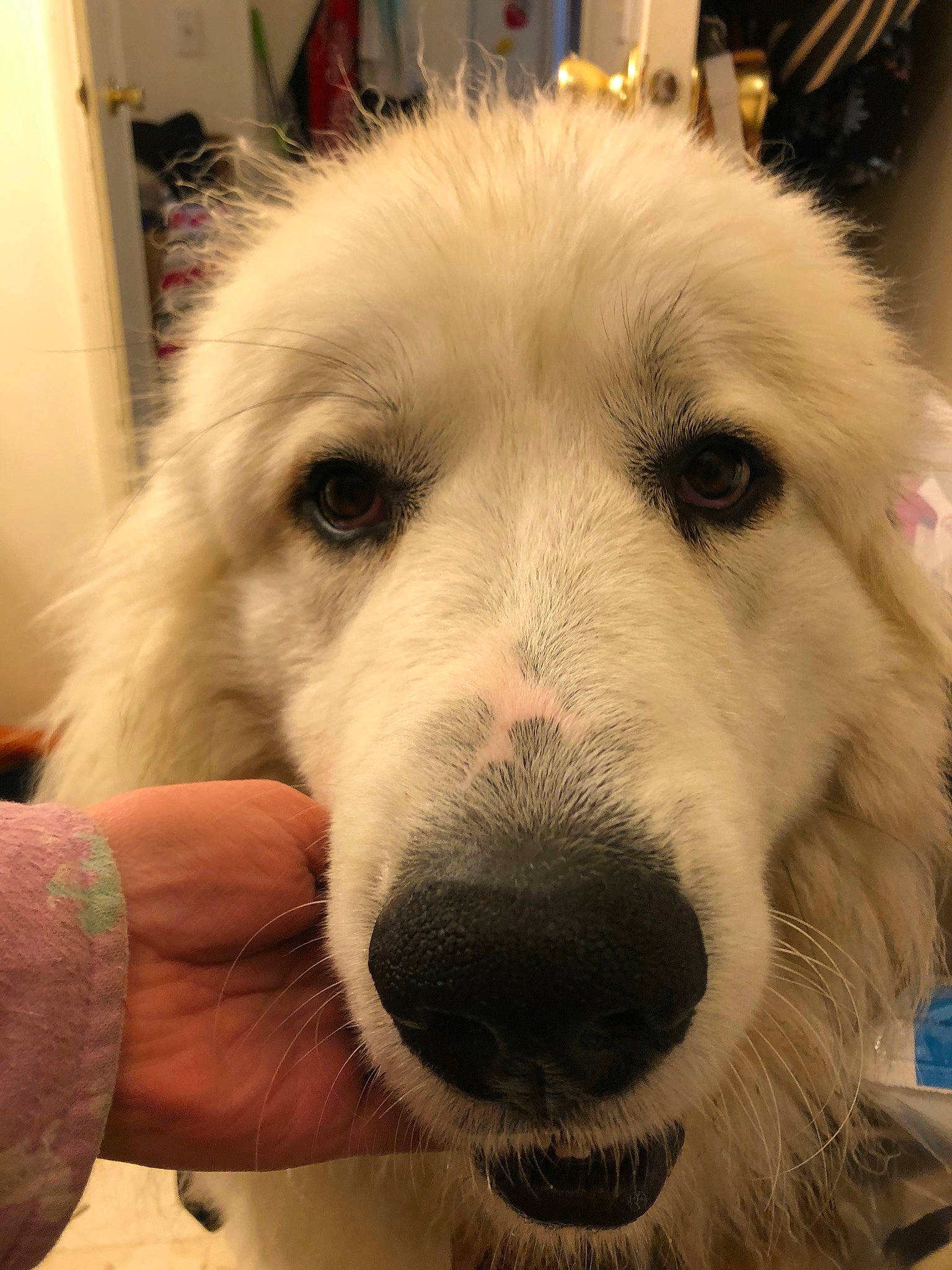 Mr.peabody is registered to the contest to win money with this photo: akbash_dog, canidae, carnivore, companion_dog, dog, dog_breed, great_pyrenees, kuvasz, livestock_guardian_dog, mammal, maremma_sheepdog, mucuchies, nose, rare_breed_dog, slovak_cuvac, snout, sporting_group, vertebrate, whiskers