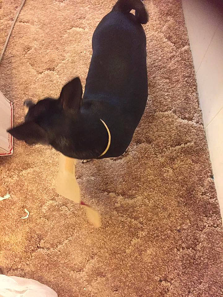 Molly is registered to the contest to win money with this photo: canidae, carnivore, cat, dog, dog_breed, floor, flooring, guard_dog, sporting_group, tail