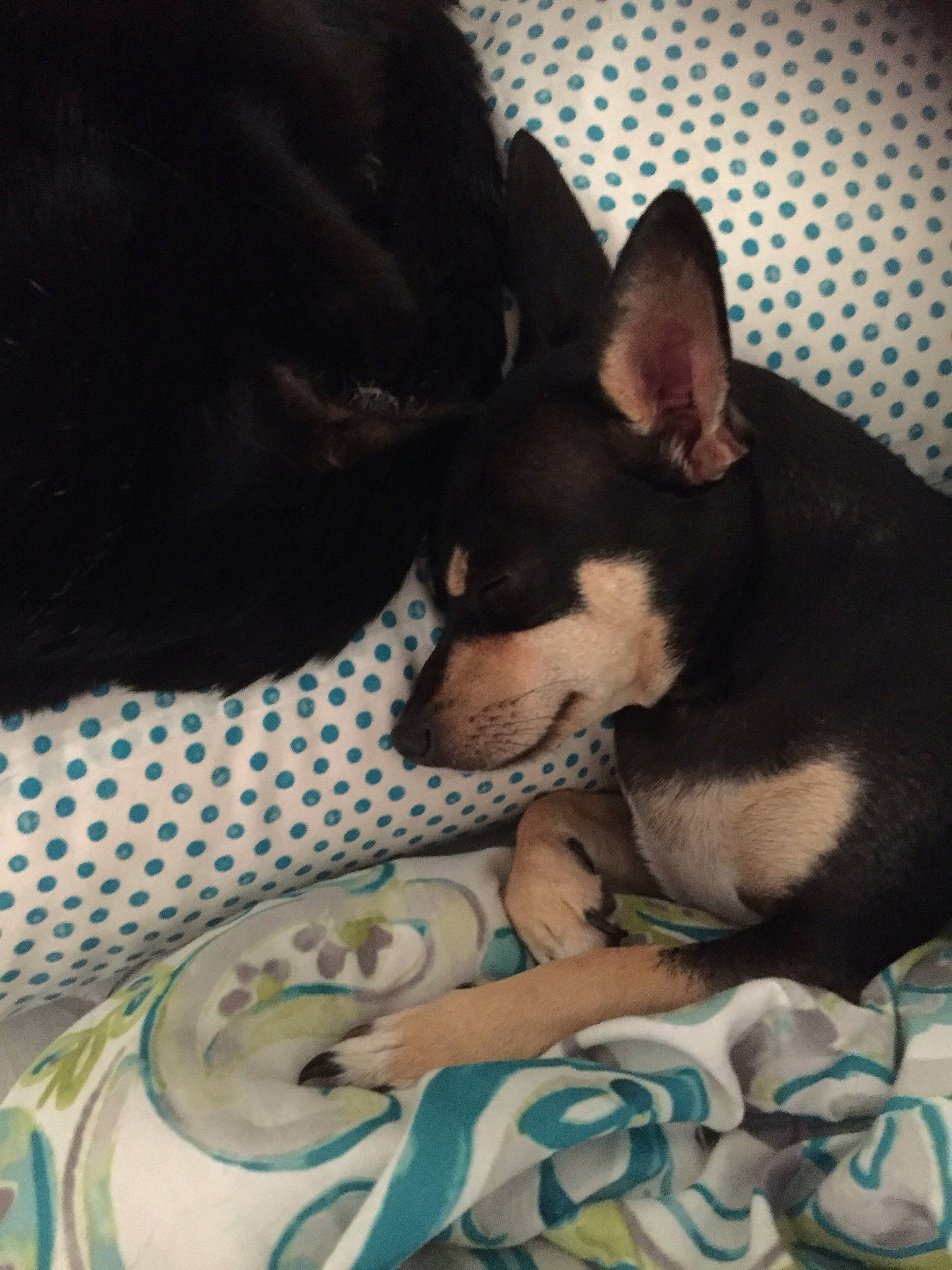 Molly is registered to the contest to win money with this photo: australian_kelpie, canidae, carnivore, chihuahua, dog, dog_breed, ear, english_toy_terrier, mammal, miniature_pinscher, prazsky_krysarik, puppy, rat_terrier, russkiy_toy, snout, teddy_roosevelt_terrier, toy_dog, toy_fox_terrier, toy_manchester_terrier, vertebrate