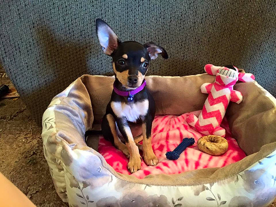 Molly joined the competition — help win amazing prizes! canidae, carnivore, chihuahua, companion_dog, dog, dog_bed, dog_breed, dog_toy, english_toy_terrier, german_pinscher, mammal, miniature_fox_terrier, miniature_pinscher, pinscher, prazsky_krysarik, puppy, rat_terrier, russkiy_toy, toy_dog, vertebrate