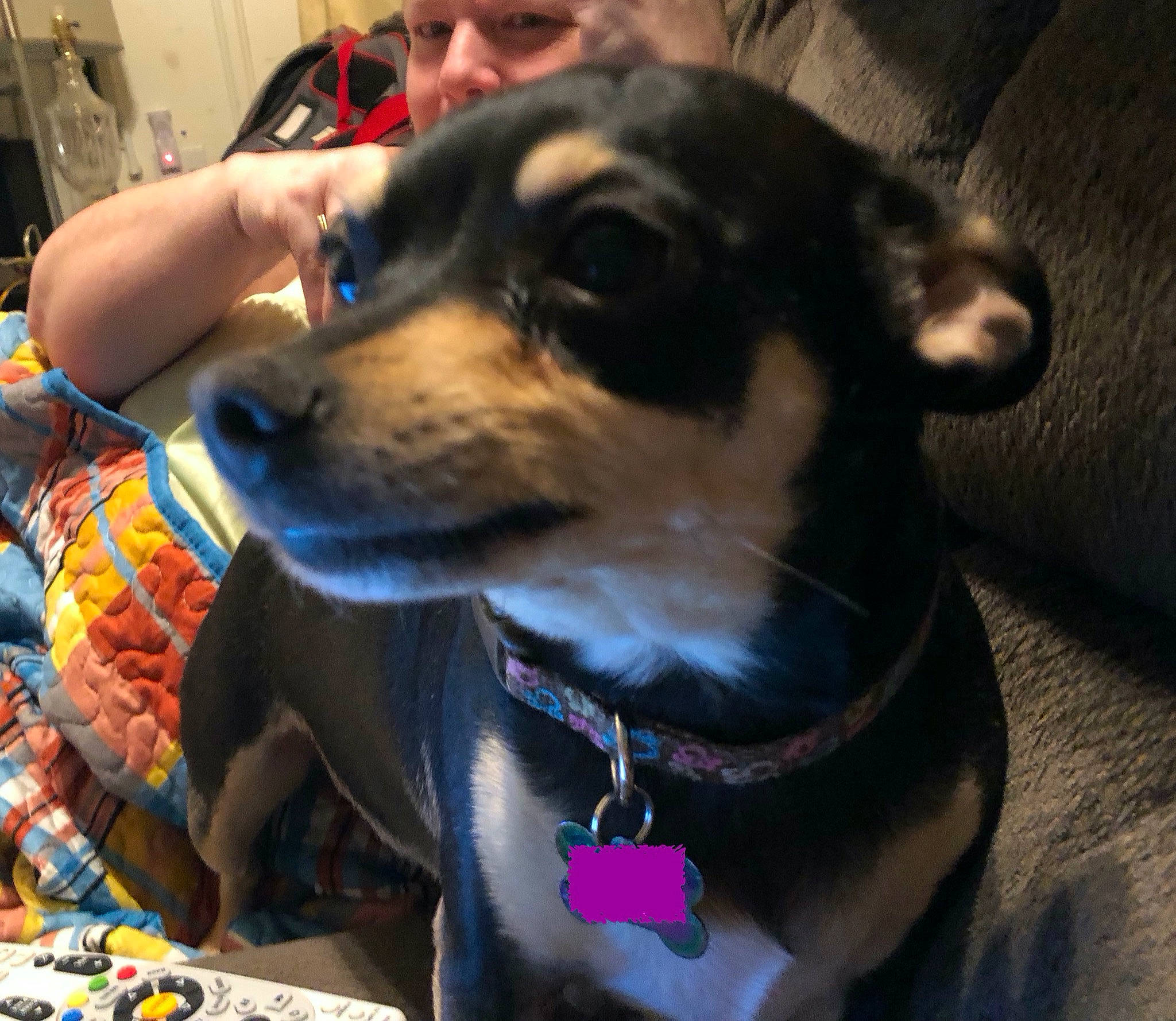 Molly joined the competition — help win amazing prizes! canidae, carnivore, chihuahua, companion_dog, dog, dog_breed, fawn, feist, mammal, miniature_fox_terrier, miniature_pinscher, puppy, rare_breed_dog, rat_terrier, snout, sporting_group, toy_dog, whiskers