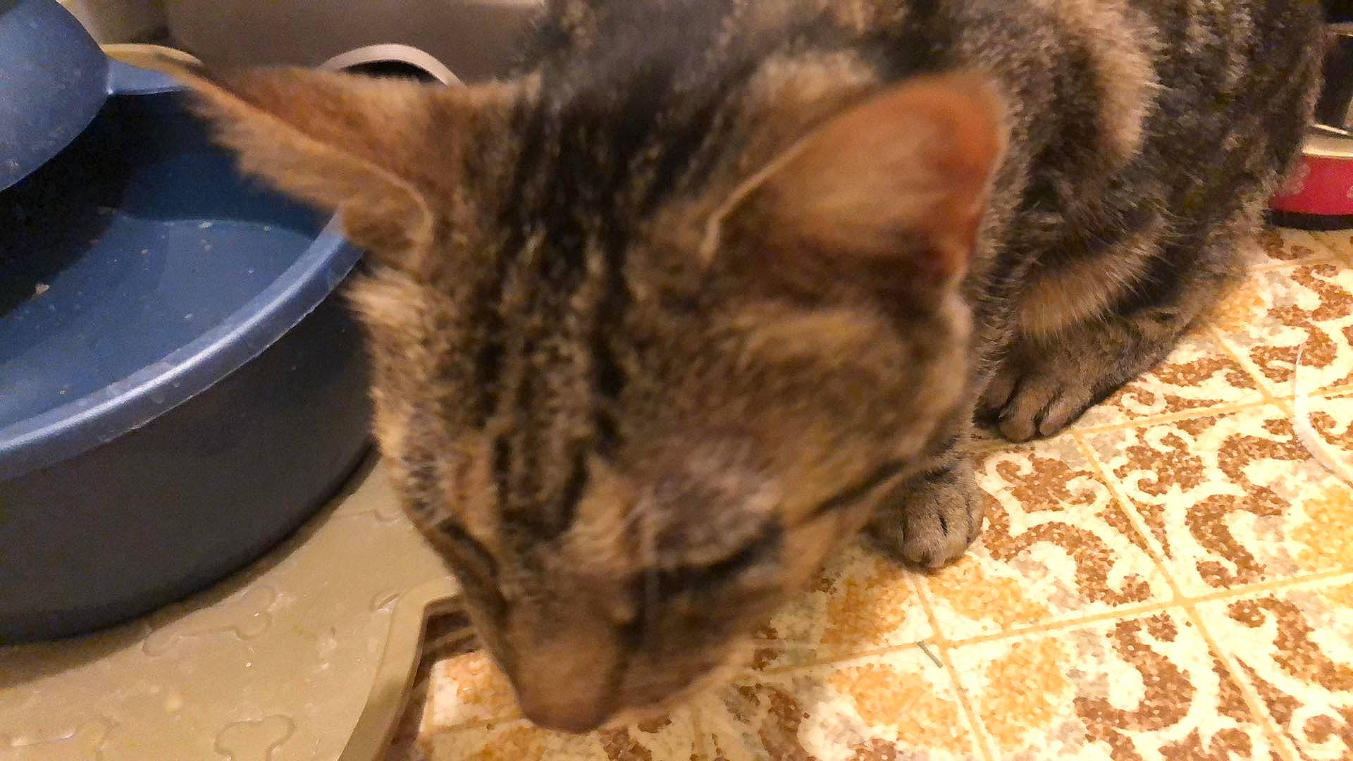 Lance is registered to the contest to win money with this photo: american_shorthair, asian, bengal, california_spangled, carnivore, cat, domestic_short_haired_cat, dragon_li, european_shorthair, eye, felidae, fur, german_rex, kitten, kurilian_bobtail, small_to_medium_sized_cats, snout, tabby_cat, whiskers