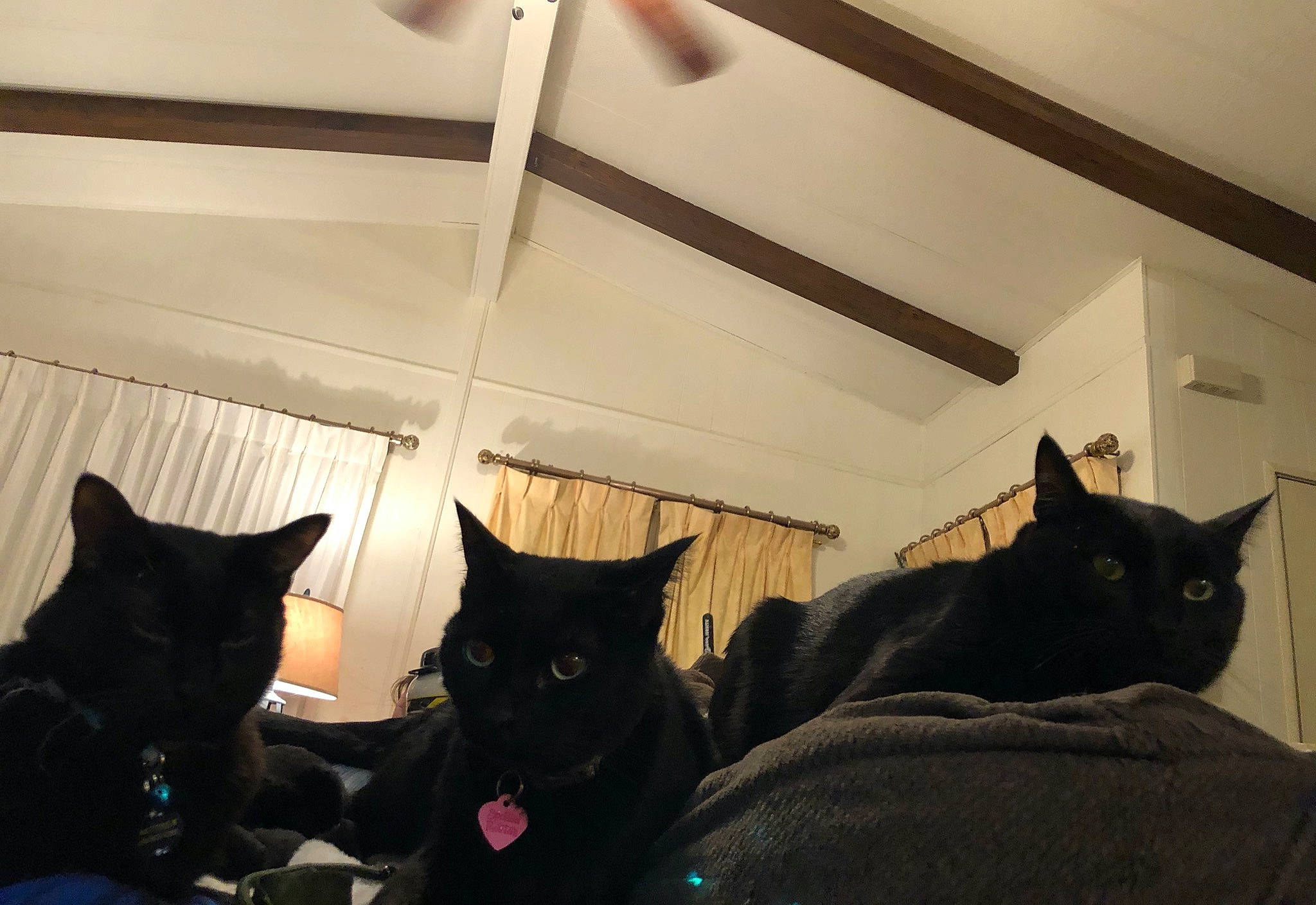 Kyree is registered to the contest to win money with this photo: asian, black_cat, carnivore, cat, domestic_short_haired_cat, felidae, kitten, room, small_to_medium_sized_cats, tail, whiskers