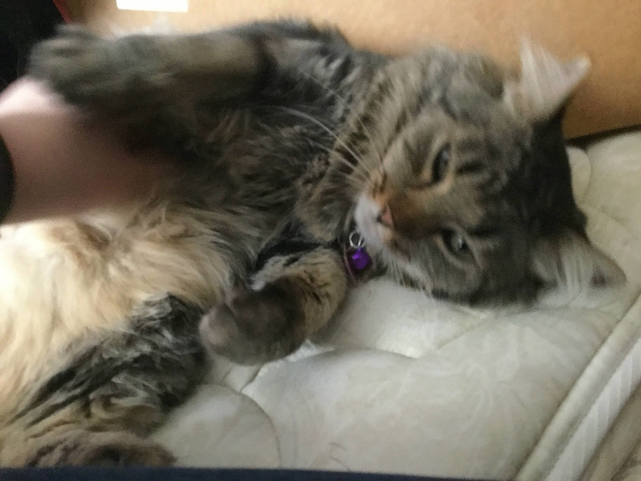 Aggie is registered to the contest to win money with this photo: american_shorthair, carnivore, cat, domestic_long_haired_cat, dragon_li, european_shorthair, felidae, fur, kitten, maine_coon, mammal, nap, norwegian_forest_cat, pixie_bob, siberian, small_to_medium_sized_cats, snout, tabby_cat, vertebrate, whiskers